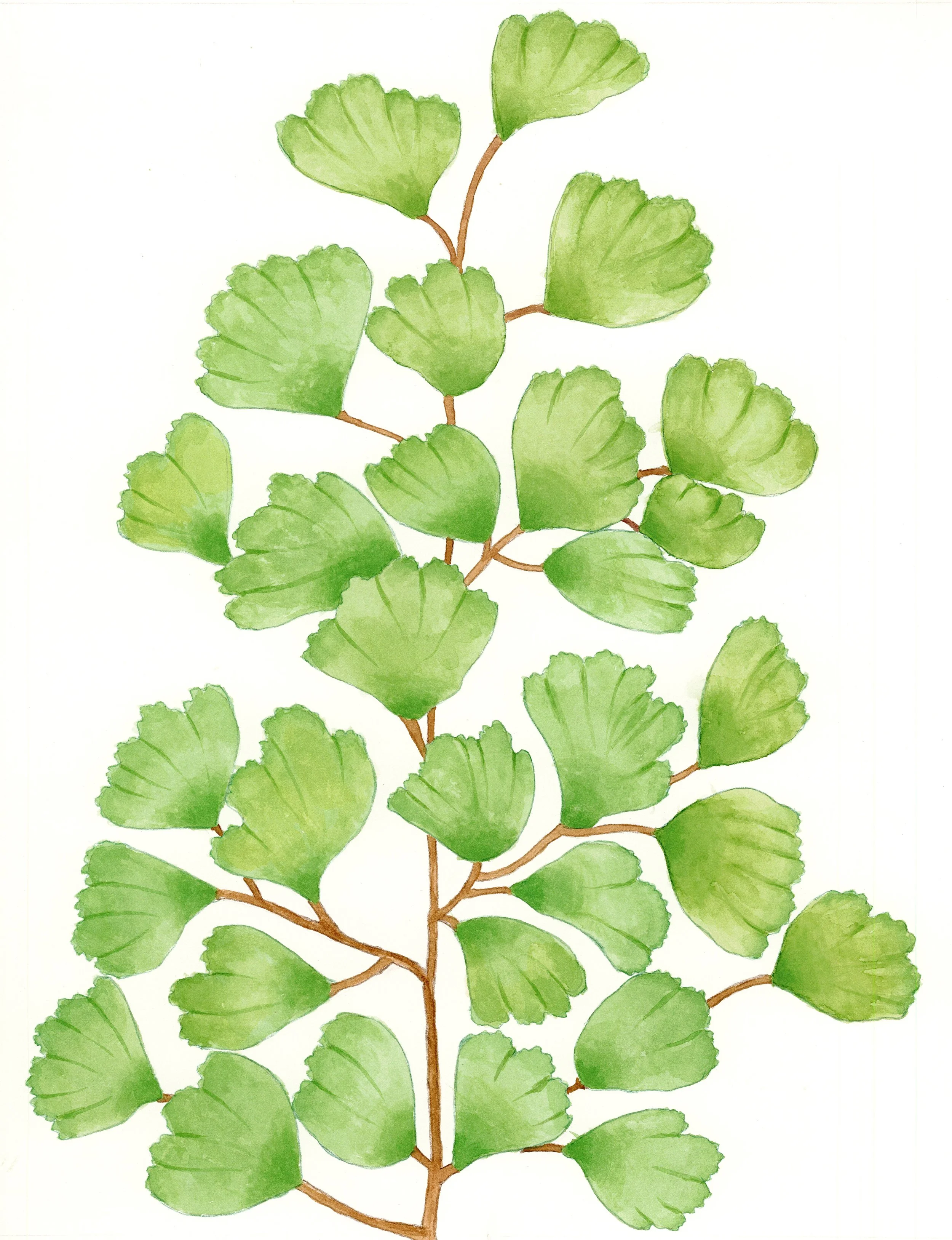 Maidenhair Fern 14 x 12 inches $200