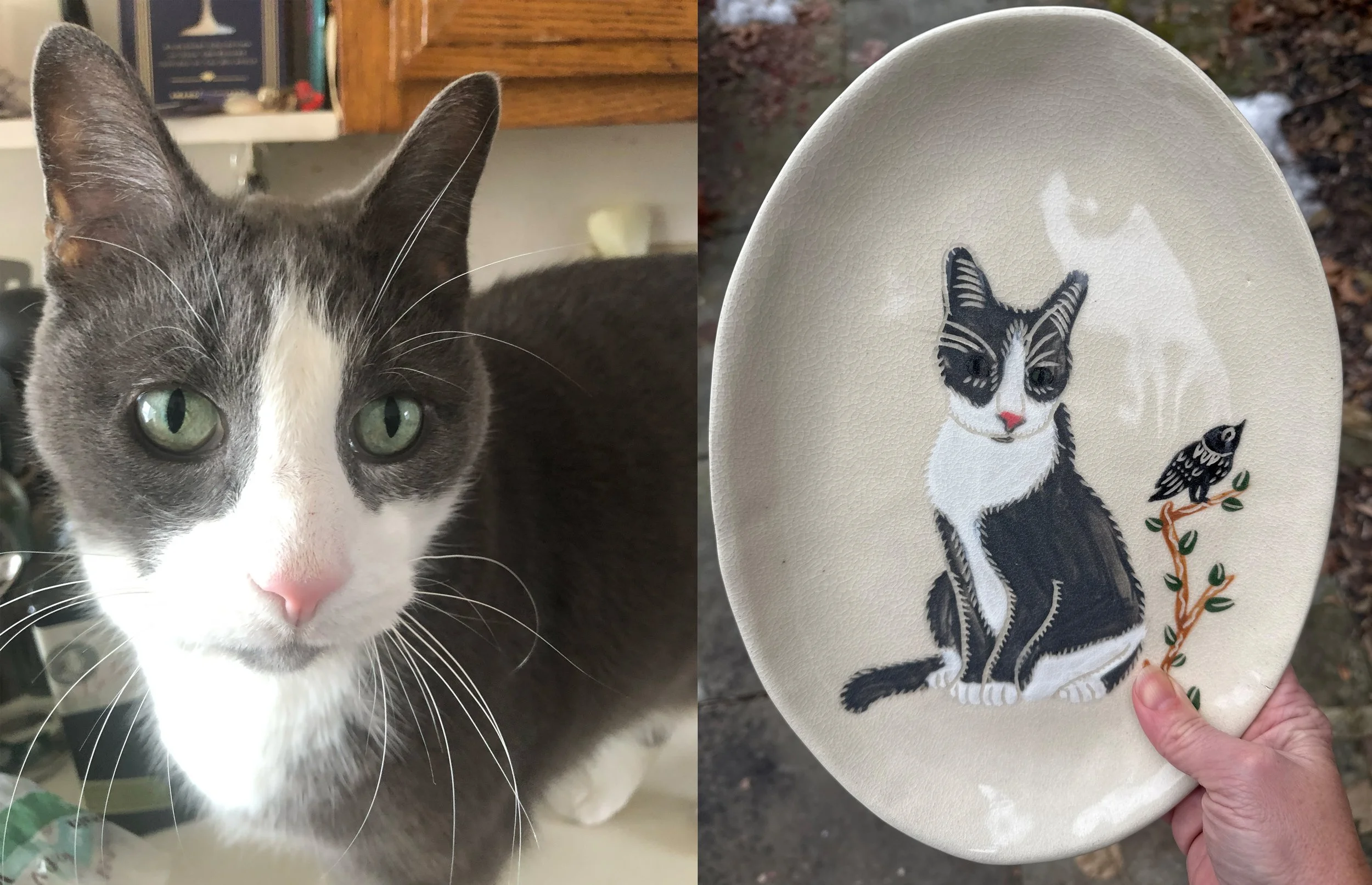 Cat_No_Name copy.jpg