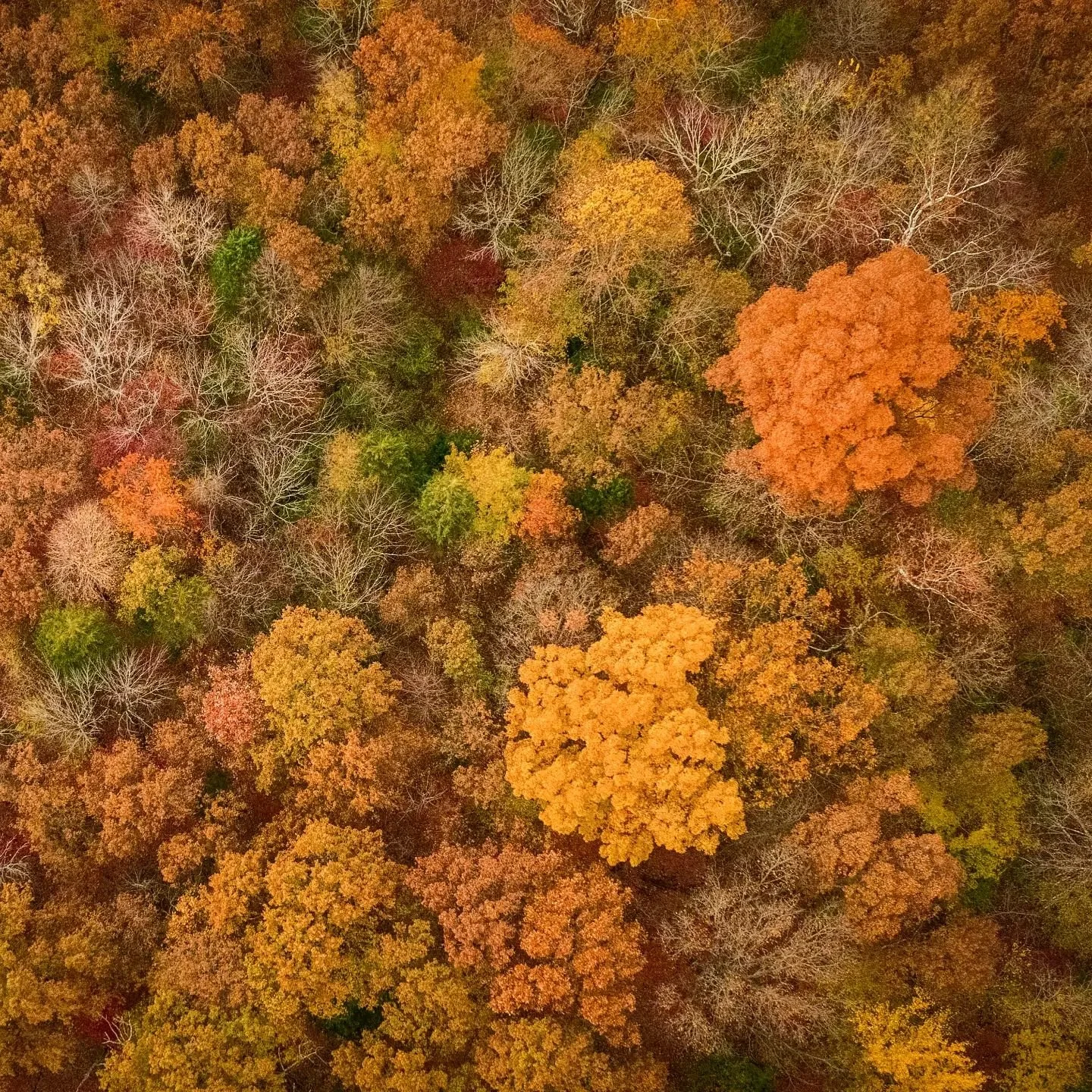 Fall color from the air.
#fall #fallvibes #fallcolors #autumn #autumnvibes #inspire #inspire2 #dji #zenmuse #perspective #air