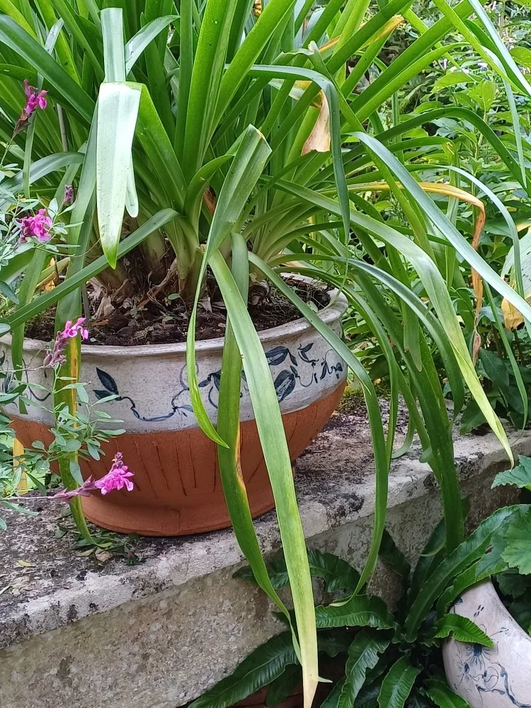 pot fleur agapanthe.jpg