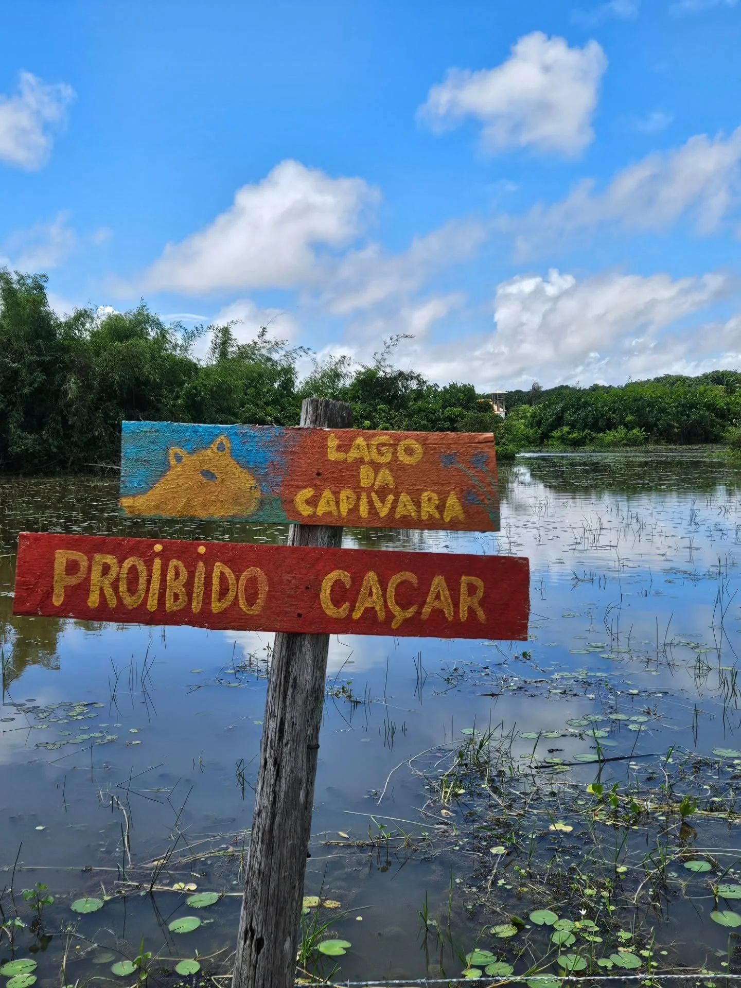 Ilha de Maraj&ograve;, Brazil 04/25

Perfekte Erdung in Mitten der Natur 🌸
Die Farben dieser Insel sind wirklich etwas Besonderes...

#maraj&oacute; #amazon #nature #capibara #centipede #firefly #flowers #caterpillar #vulture #paradise #barefoot #tr