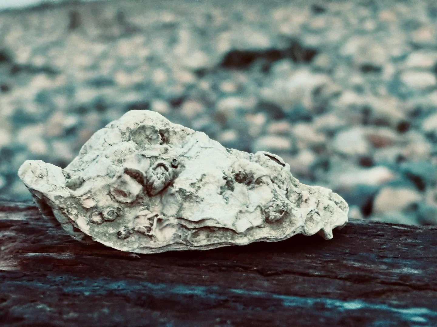 The old Beautiful SeaShell 🐚 
.
.
.
#beachlife #ocean #oceanlife #shell #seaside #seashell #future #rocky #photoftheday #photographer #cool #lucky #beautiful