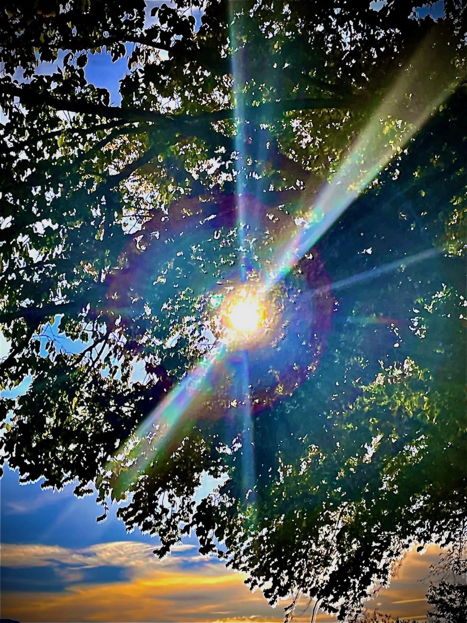 sunlight-through-trees.jpeg