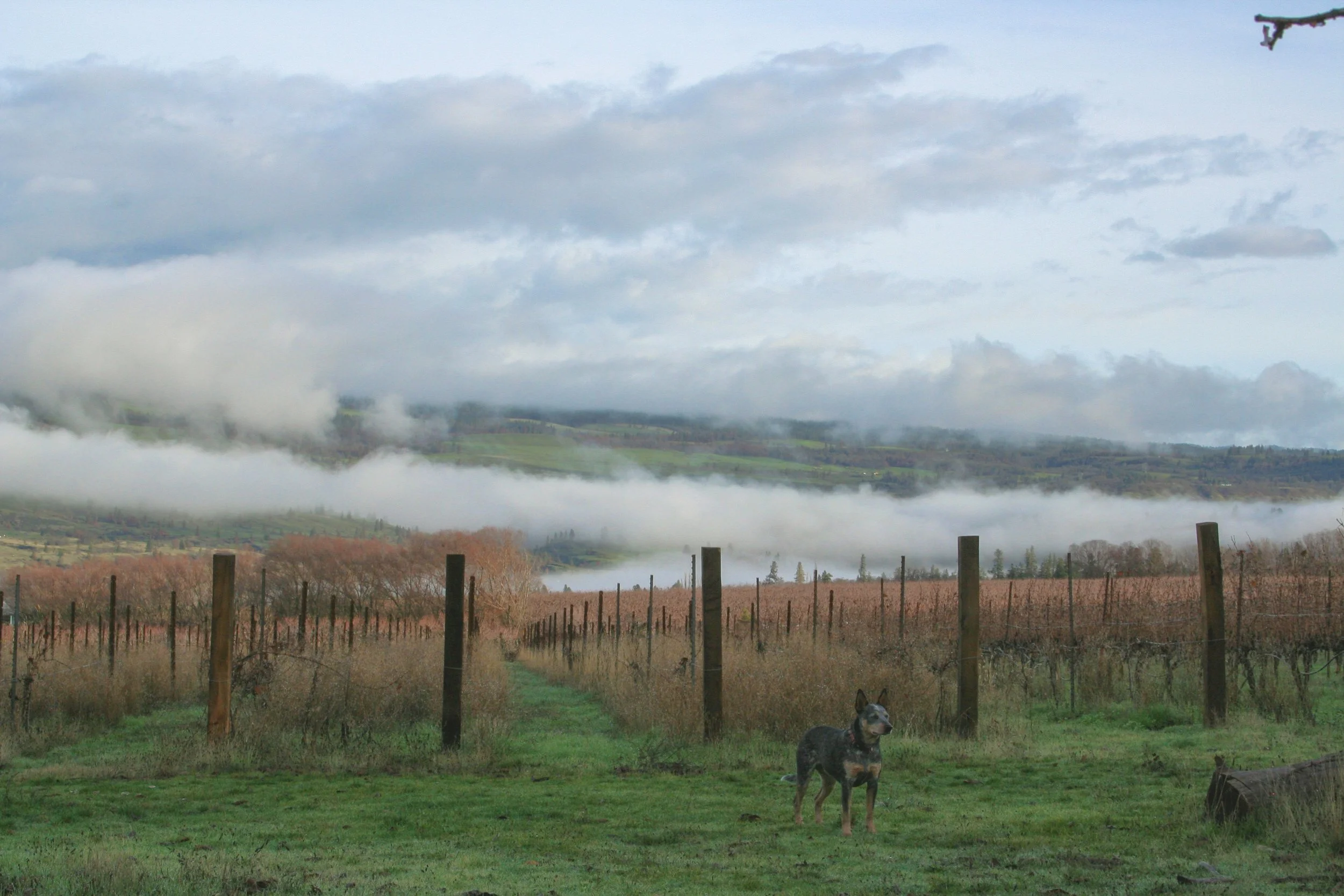 Cattledog at Idiot's Grace, in the vineyard in winter. Foggy Columbia Gorge in background.