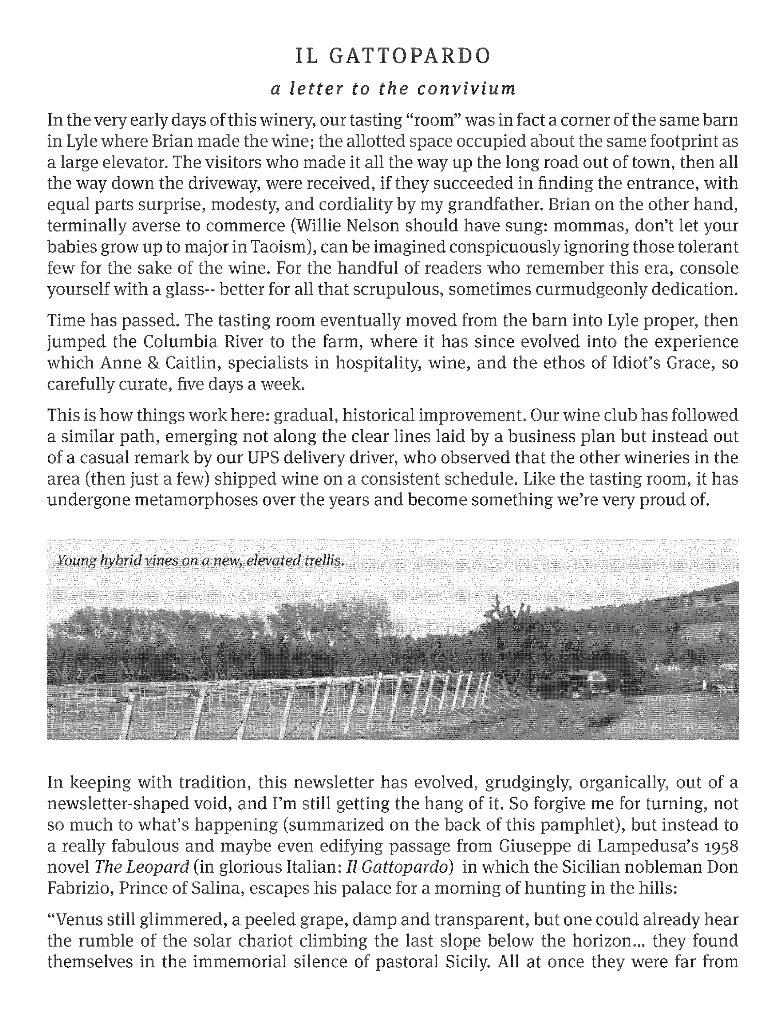 Black and white photograph of young hybrid grapevines on a trellis in a vineyard.