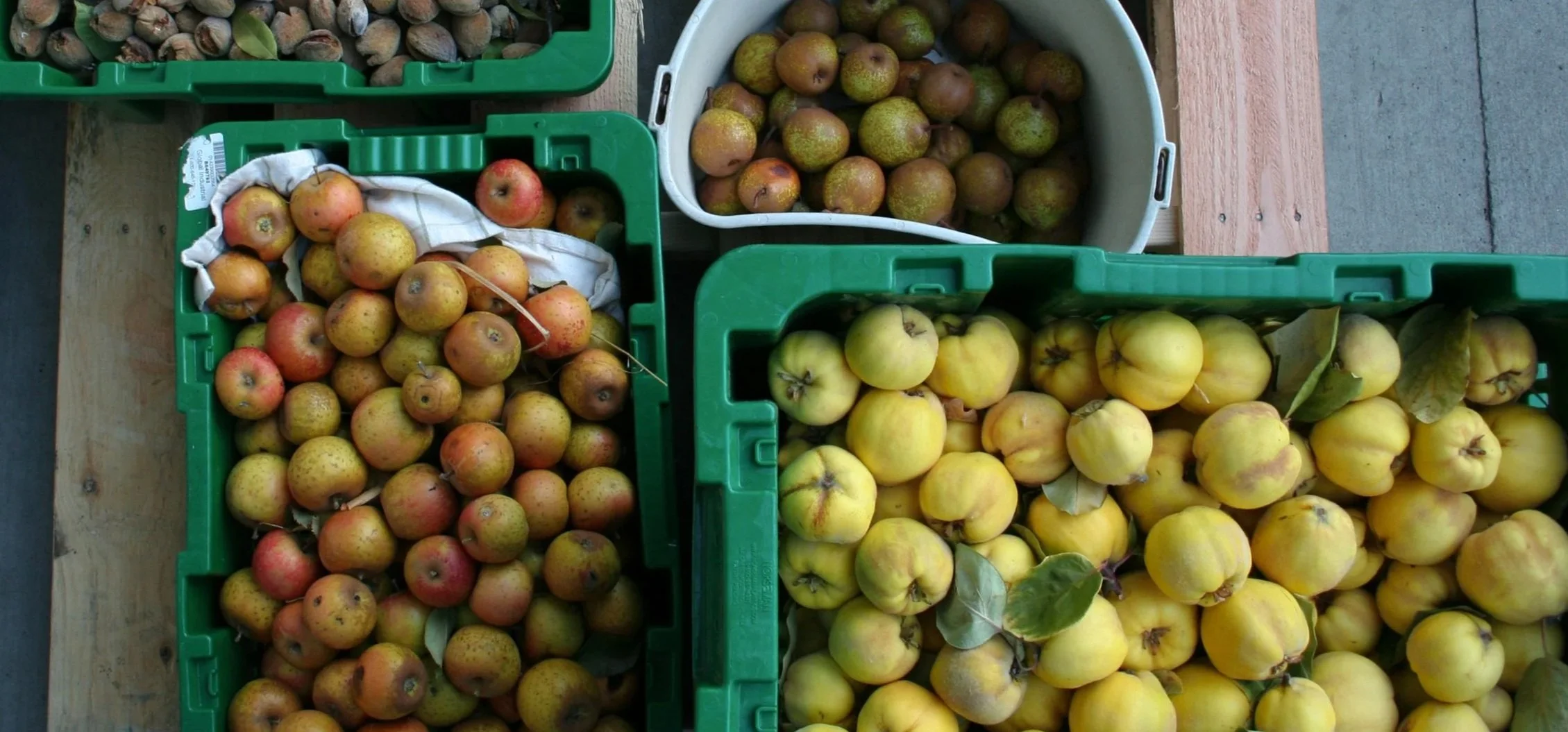 Several green crates filled with organic heirloom varieties of apples, pears, and quince.