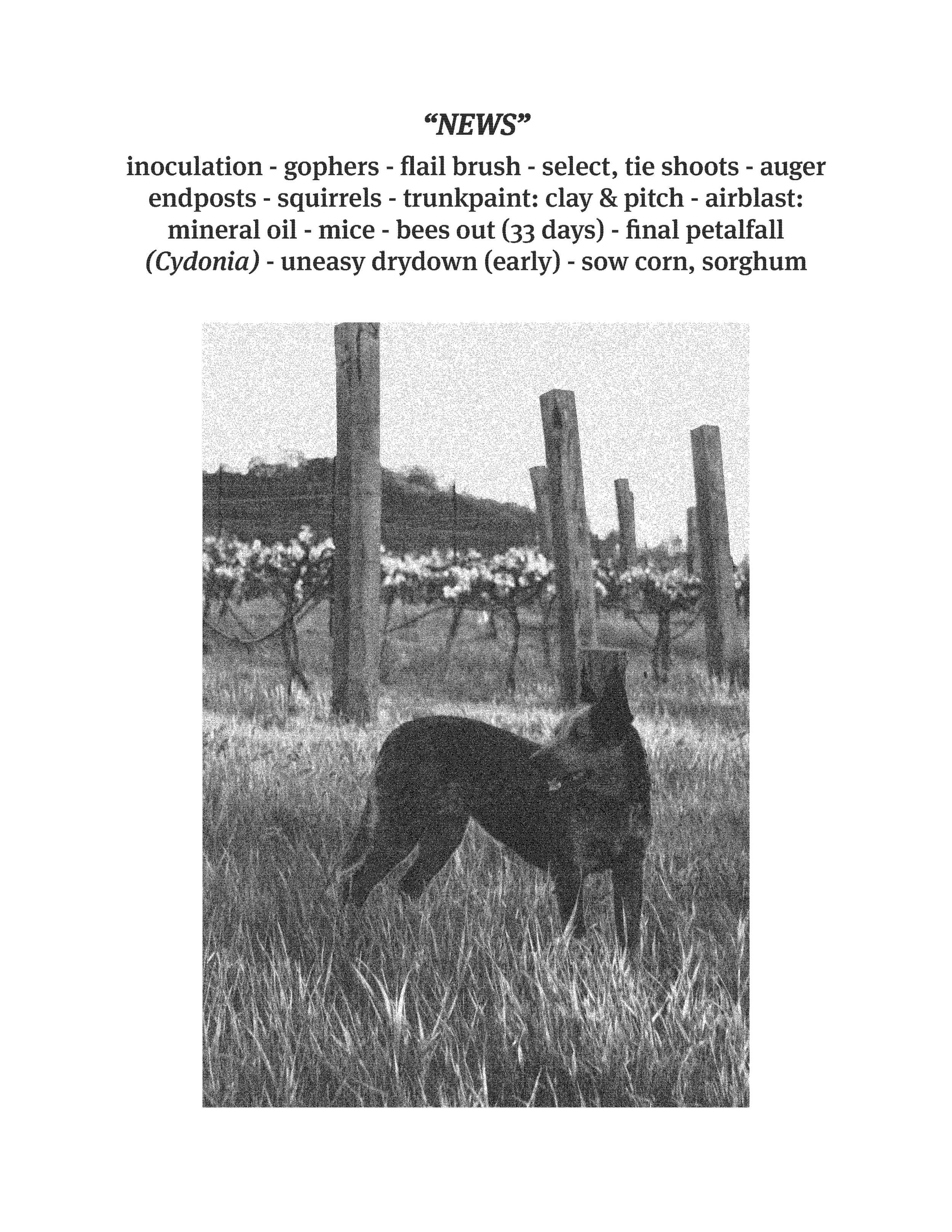A black and white photo of a dog standing in a grassy field with a vineyard and distant hills in the background.