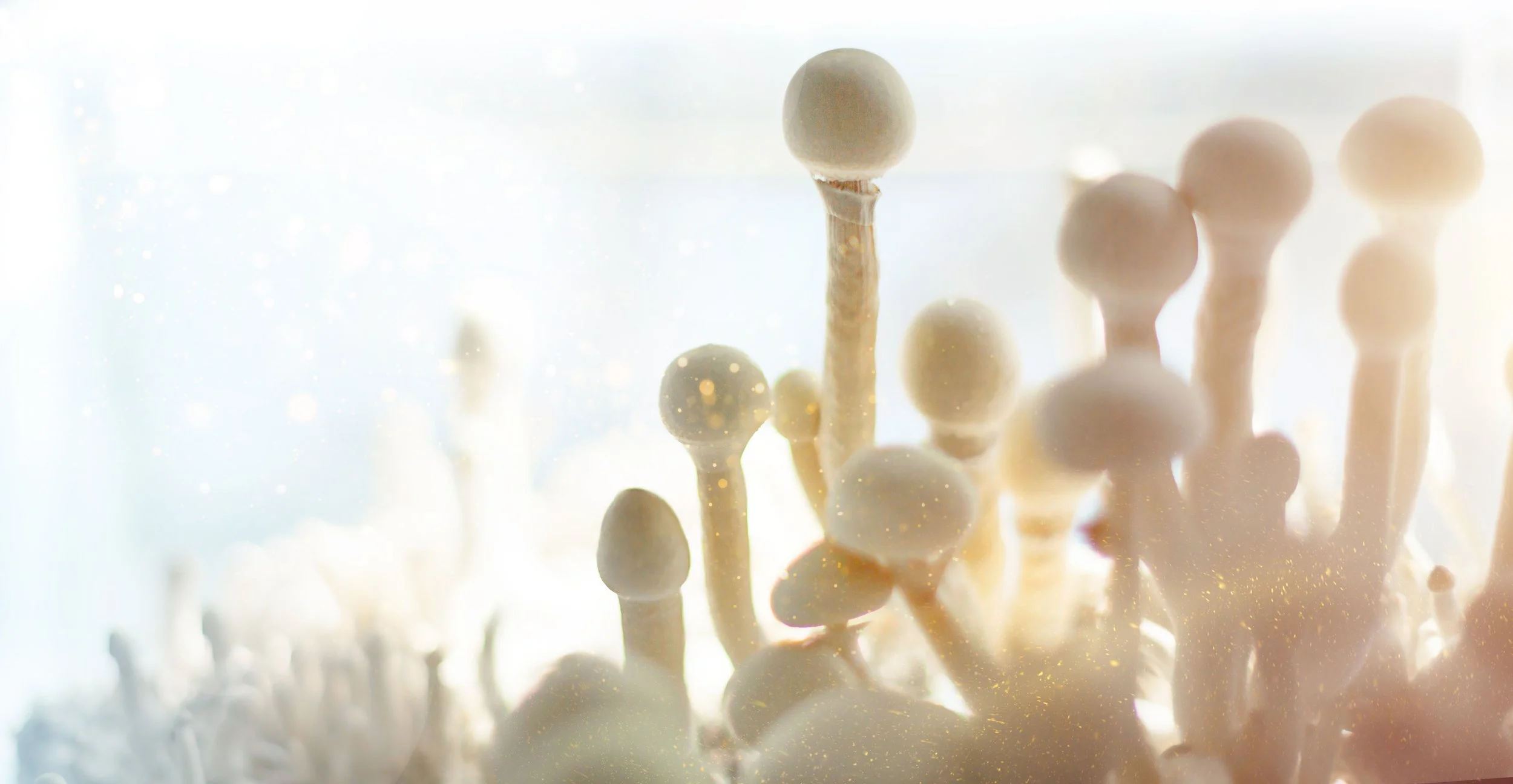 Close-up of white button mushrooms, also known as Agaricus bisporus, in a cluster with a soft light background.