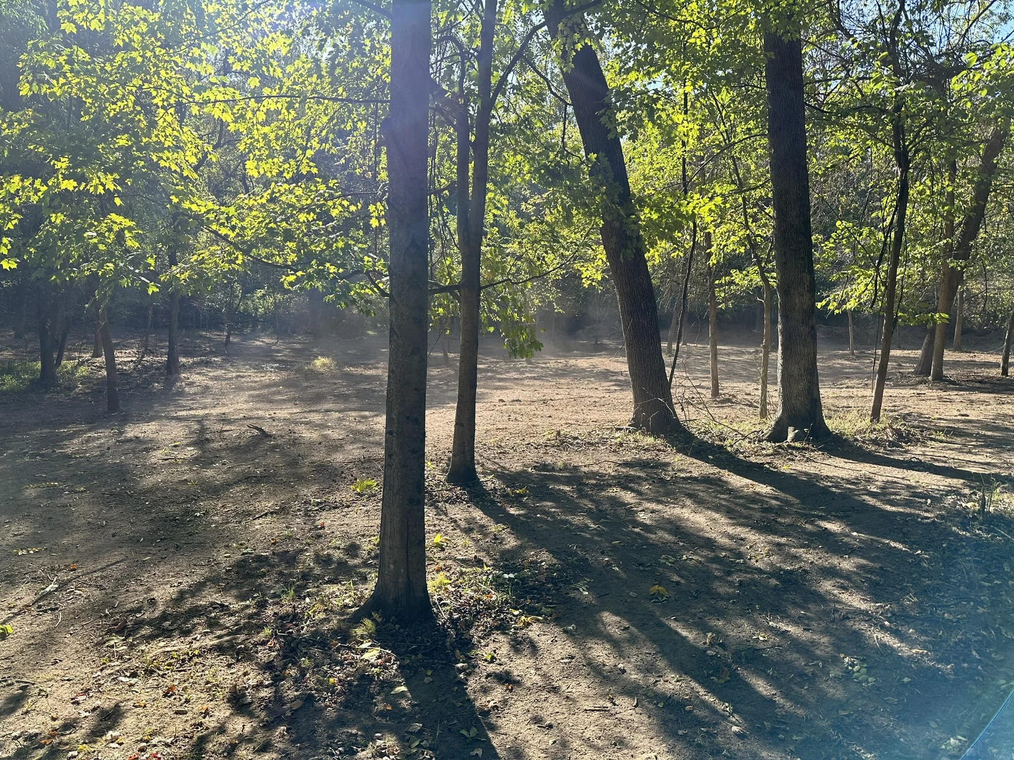 Sunlight filters through green leaves onto a patch of forest ground with trees casting long shadows.