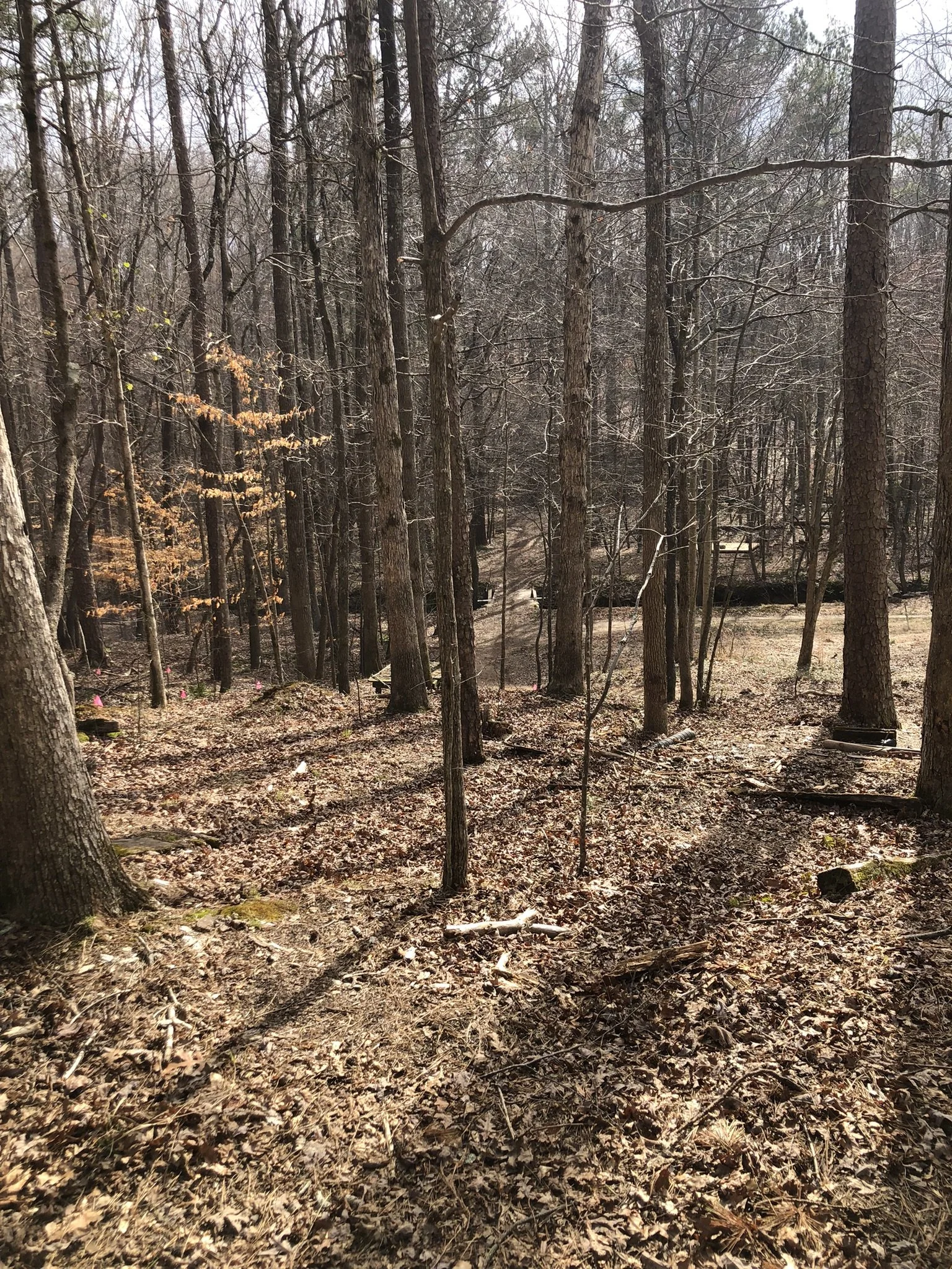 A wooded forest scene with tall trees, leaf-covered ground, and some small pink flags or markers on the forest floor.