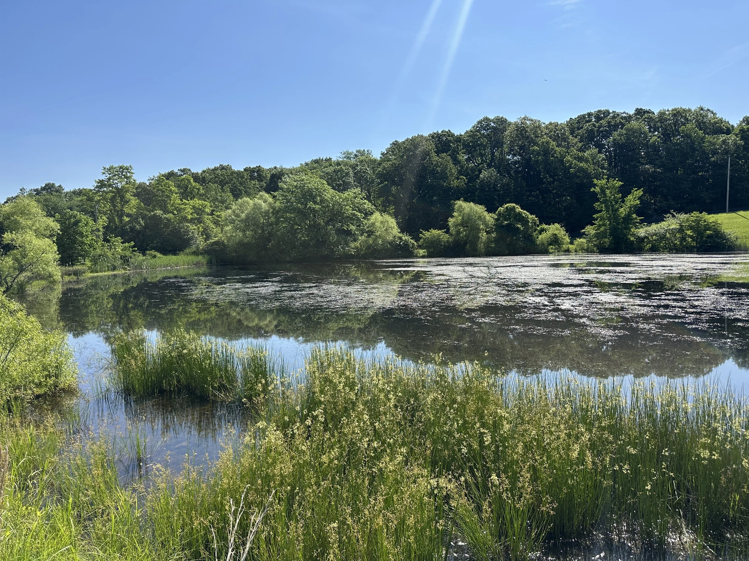 A scenic view of a river surrounded by lush green trees under a clear blue sky with sunlight.