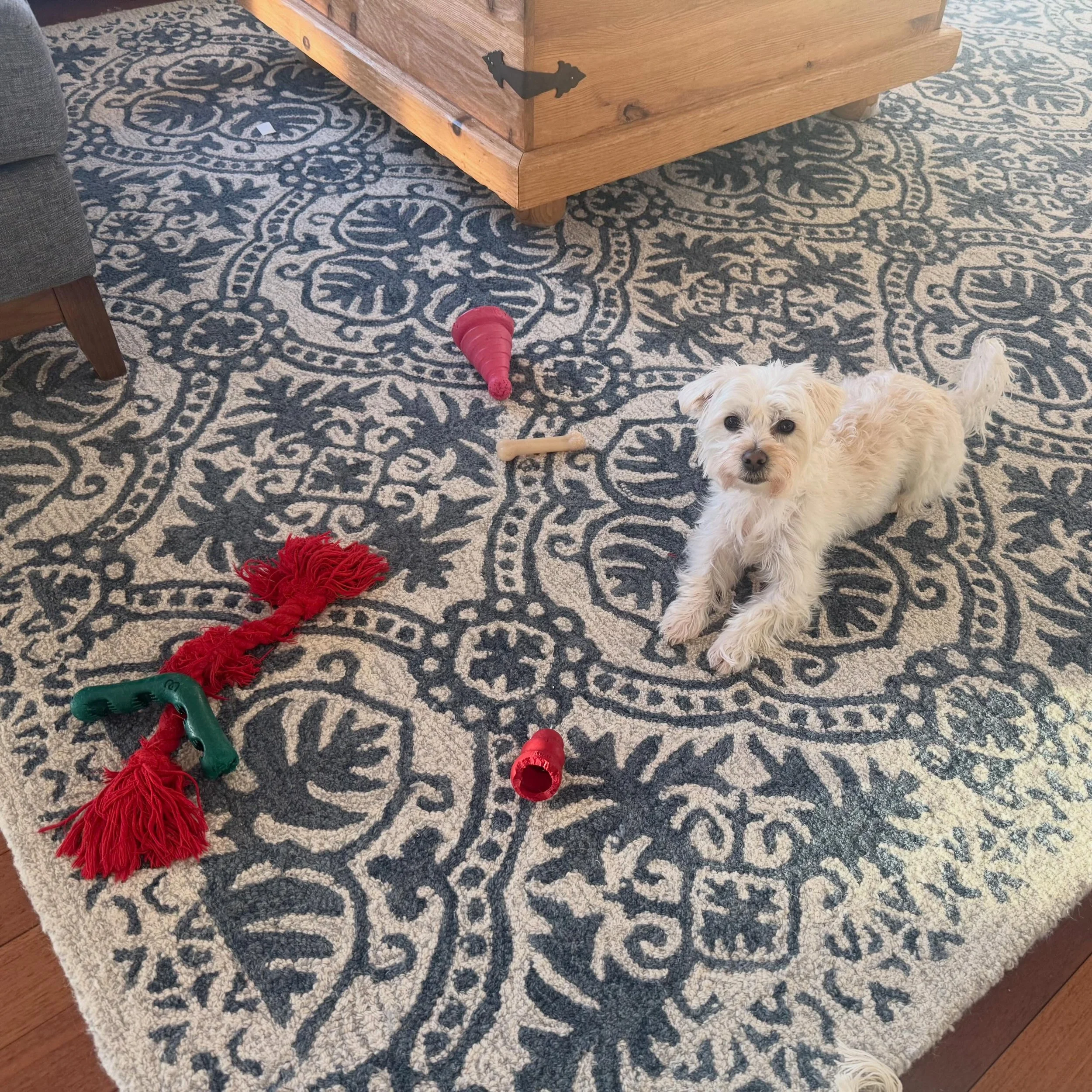 Say good morning to Boo! I think she may be showing off her favorite toys 🤓😂