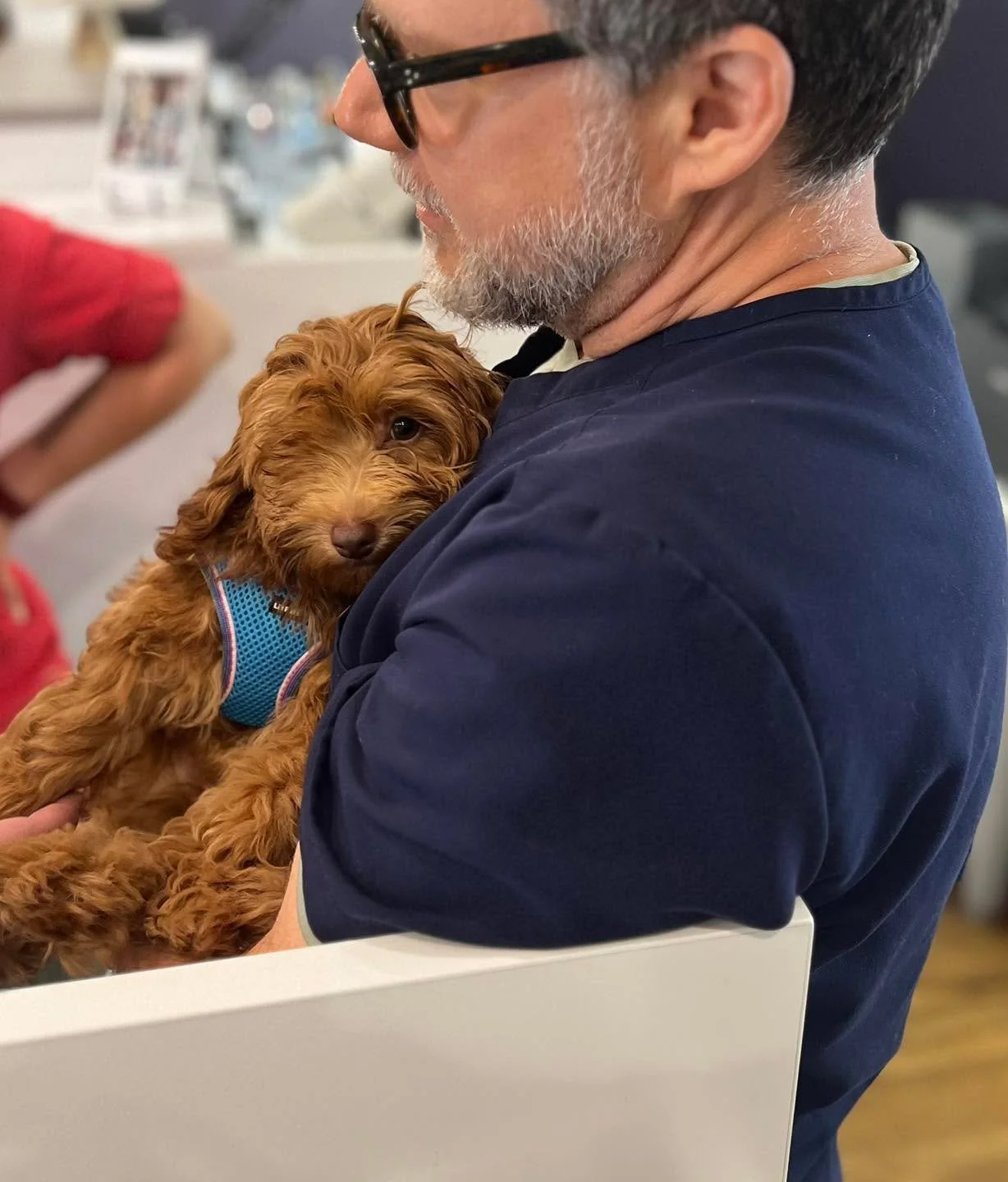 Meet the newest member of the Visionary pet fam - Oliver aka Olly, Ollie-Ollie-Oxen-Free, Fozzie Bear, etc. 

Safe to say the entire practice is smitten 🥹