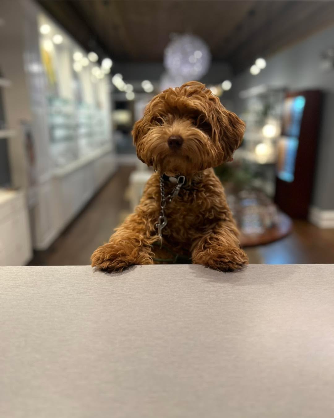 Hi&hellip; I&rsquo;d wike to buy a pwair of pup gwasses? My dad, Dr. Ciszek, said he would pway for dem, tanks. Okay wuv you bye.