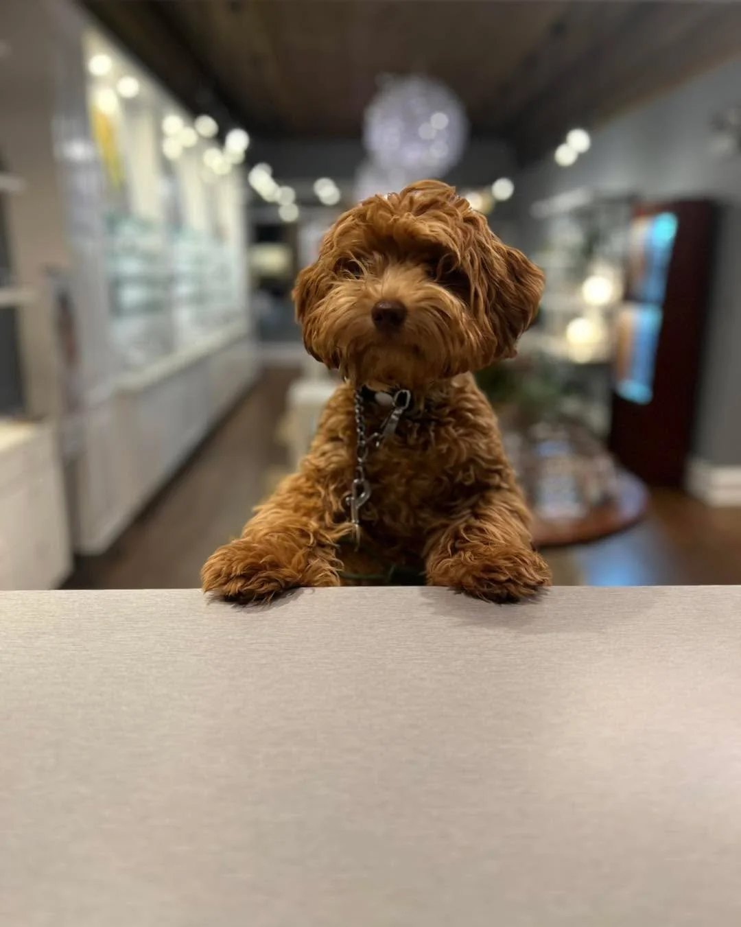 Hi&hellip; I&rsquo;d wike to buy a pwair of pup gwasses? My dad, Dr. Ciszek, said he would pway for dem, tanks. Okay wuv you bye.