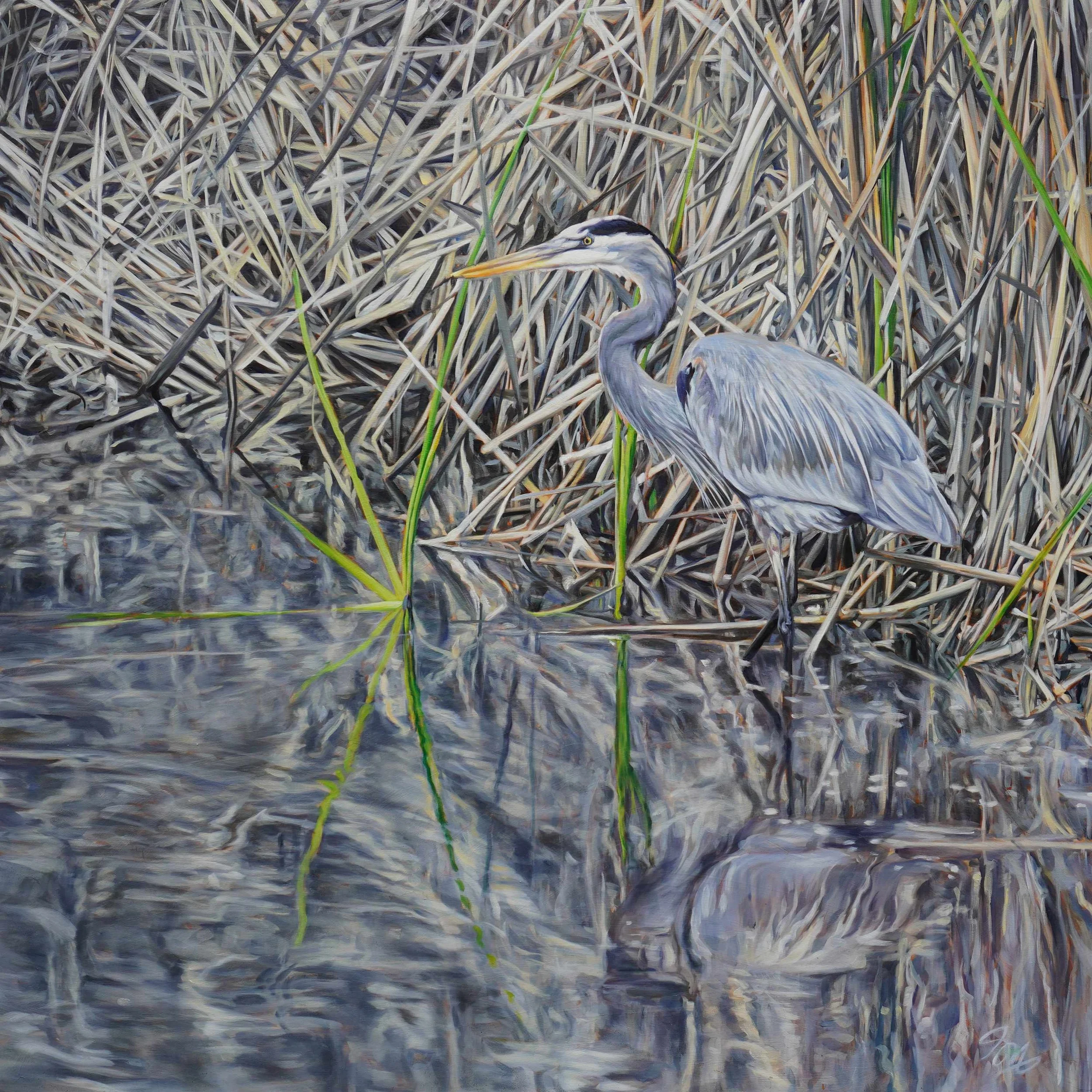 Heron in Reeds, 2025
Oil on Birch
36 x 36 in 