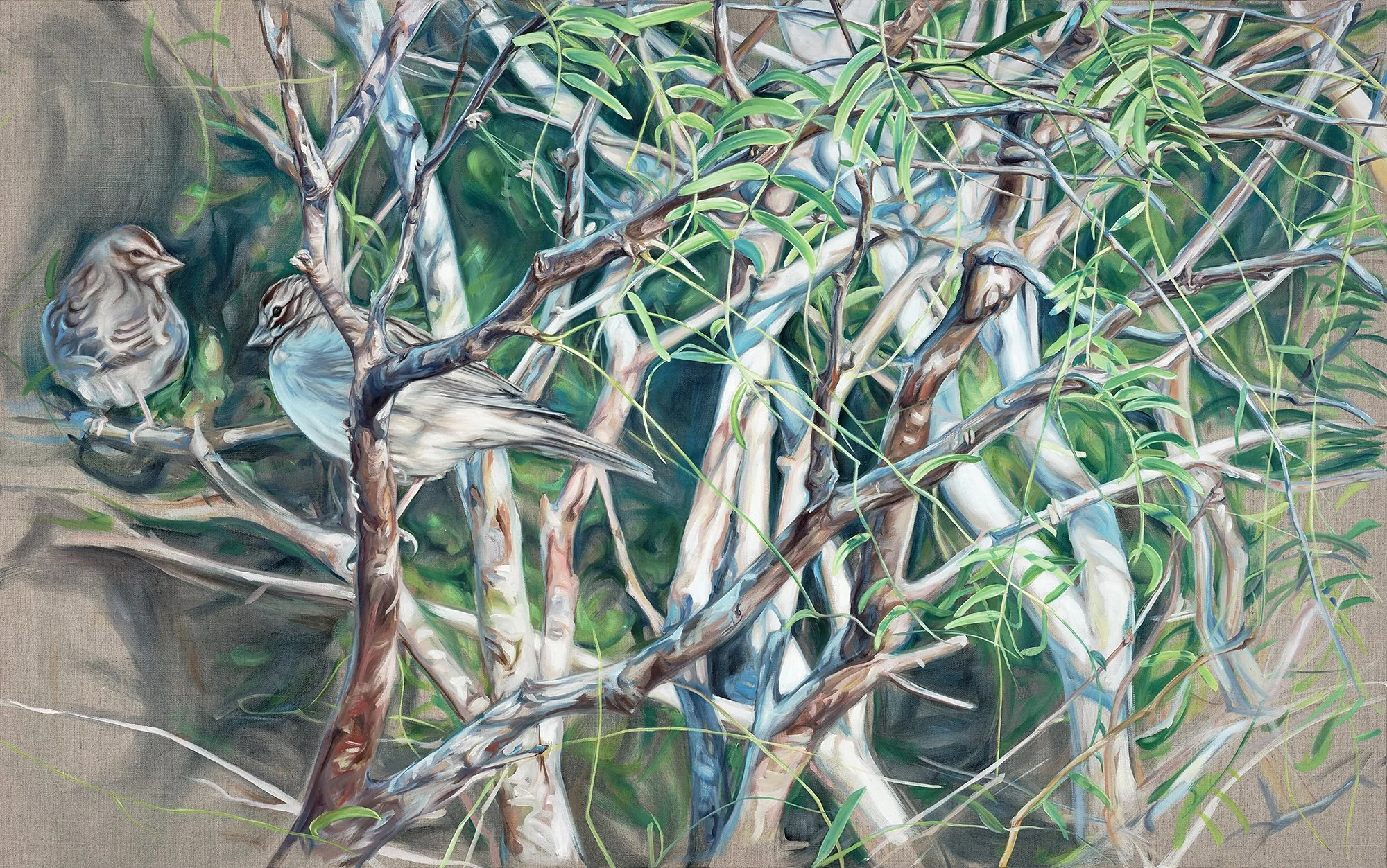 Lark Sparrows sm.jpg
