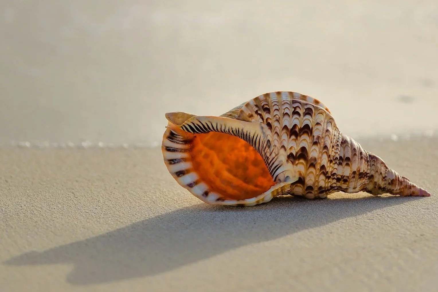 Image of a shell