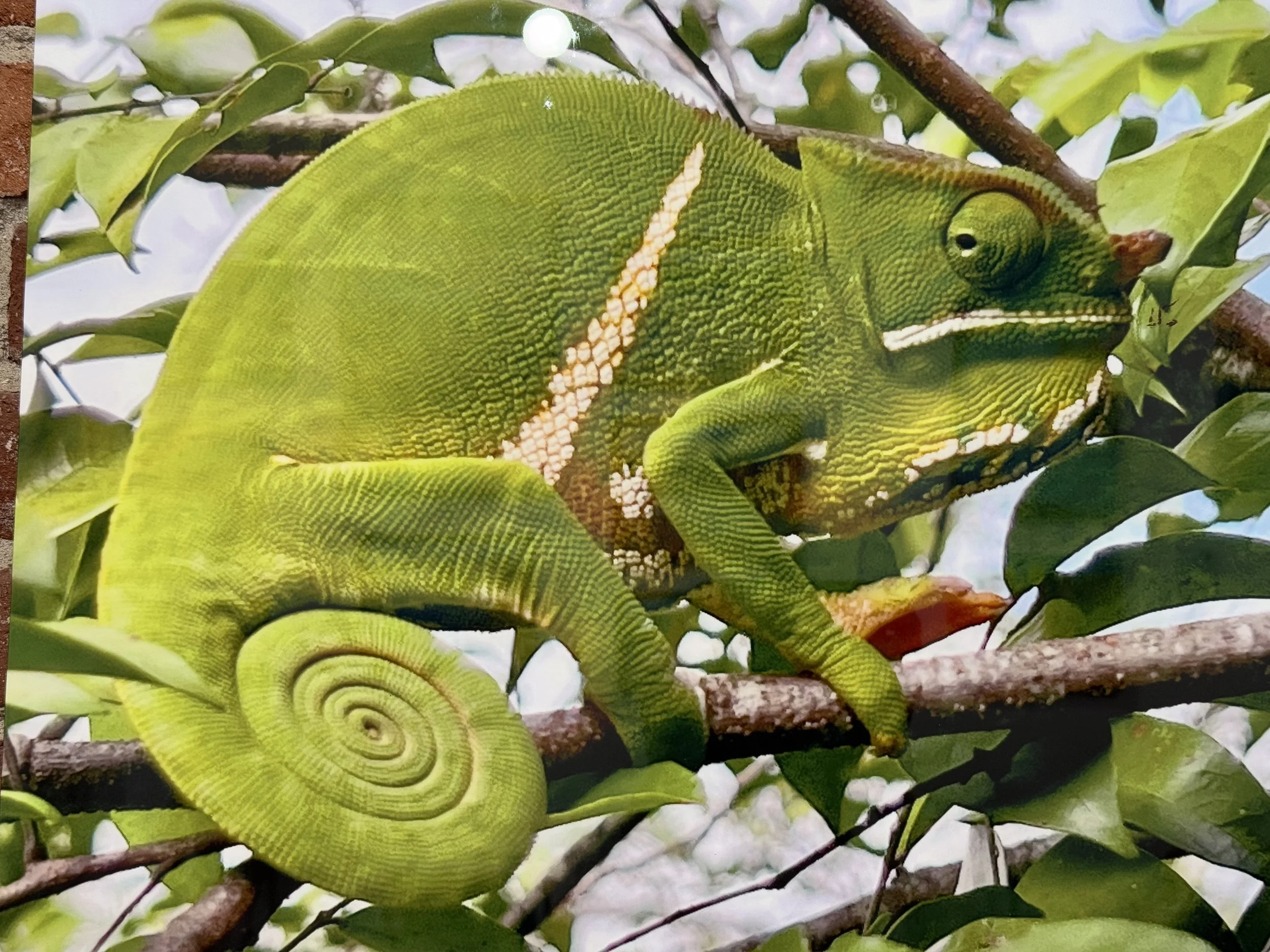 Parson's Chameleon $195