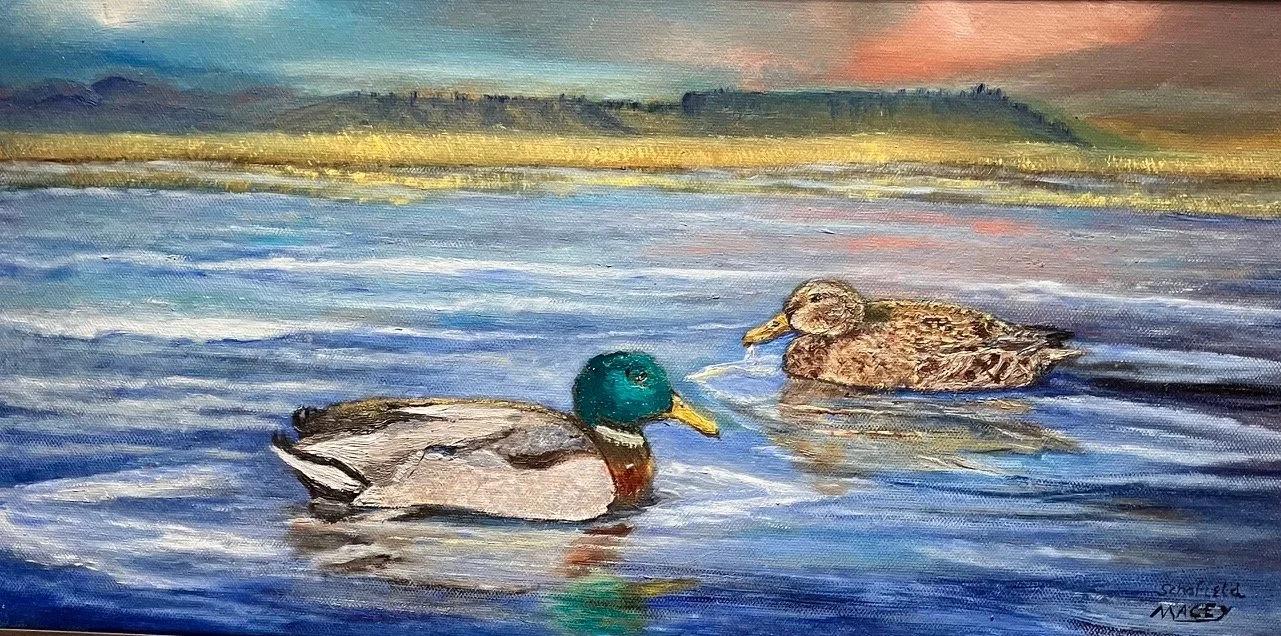 “Denman Mallard Couple”   10x20  Oil   $400