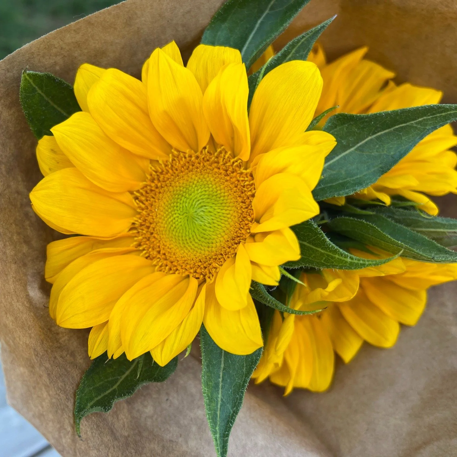 Happy first day of fall! Stop by the shop today (Monday, 9/22) for a free sunflower bunch while supplies last.🌻

#firstdayoffall #freesunflowerday #sunflower #westchesterpa #fallcelebration #freshflowers #floristnearme #sunflowerbouquet #fallvibes #