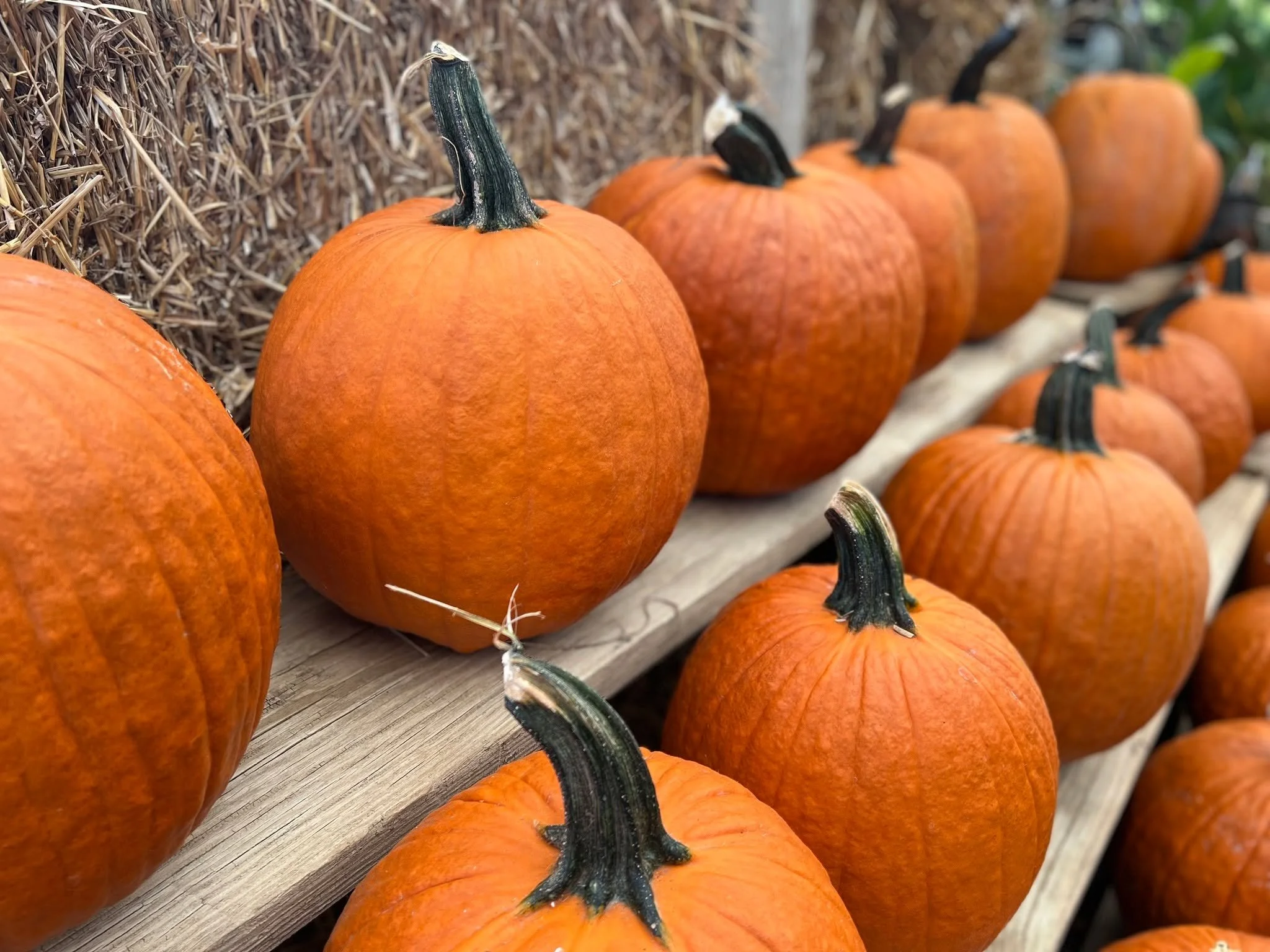 Have you found your perfect pumpkin yet? Our carving pumpkins are 50% off, starting today! 🎃

#Halloween #jackolantern #pumpkins #fall #gardencenter #flowershop #westchesterpa