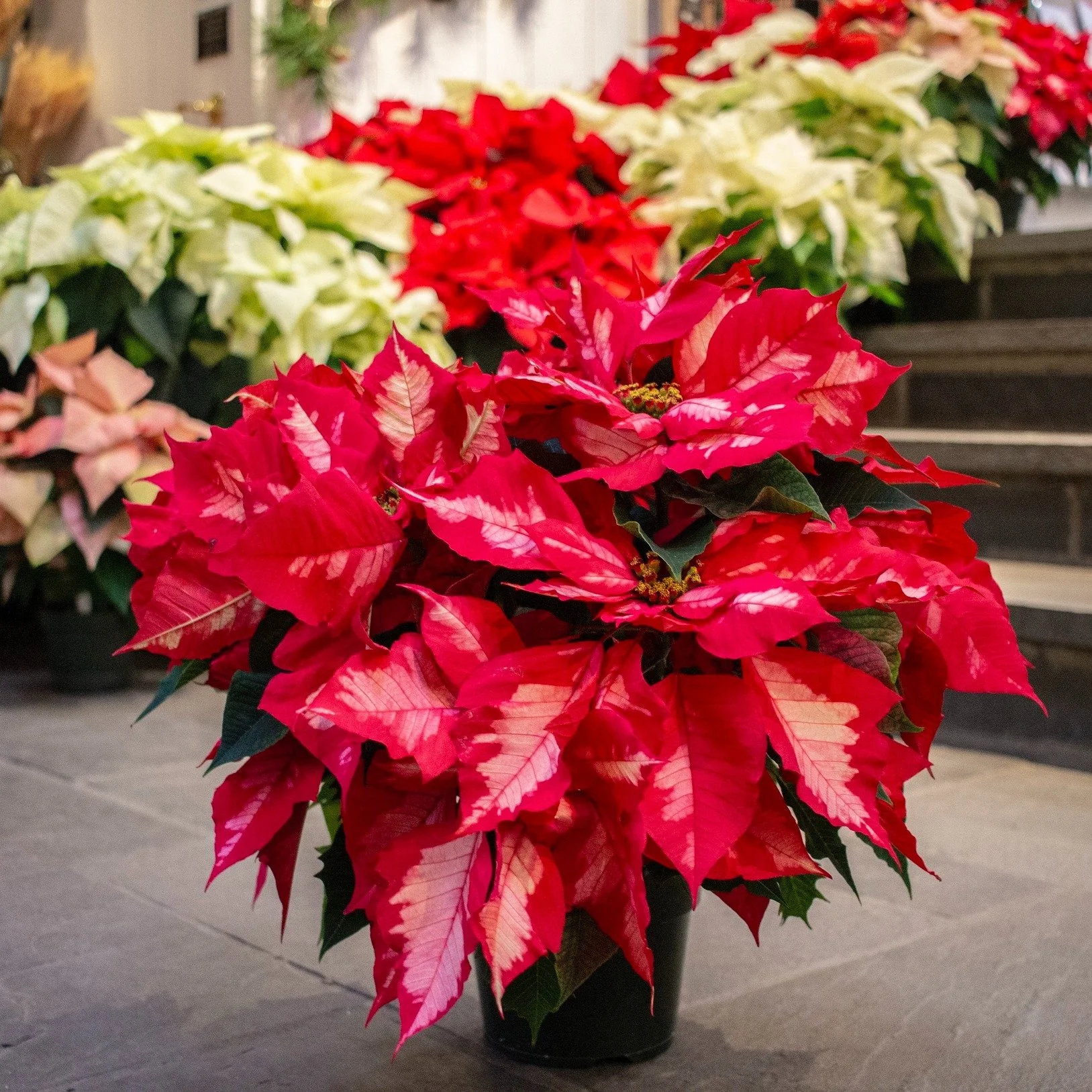 Poinsettias have arrived!✨A classic holiday decoration, stunning centerpiece, or perfectly thoughtful gift. Call or visit our website today to order yours for the holidays!
.
.
#poinsettiaflowers #holidaydecorating #poinsettia #localflorist #floristn