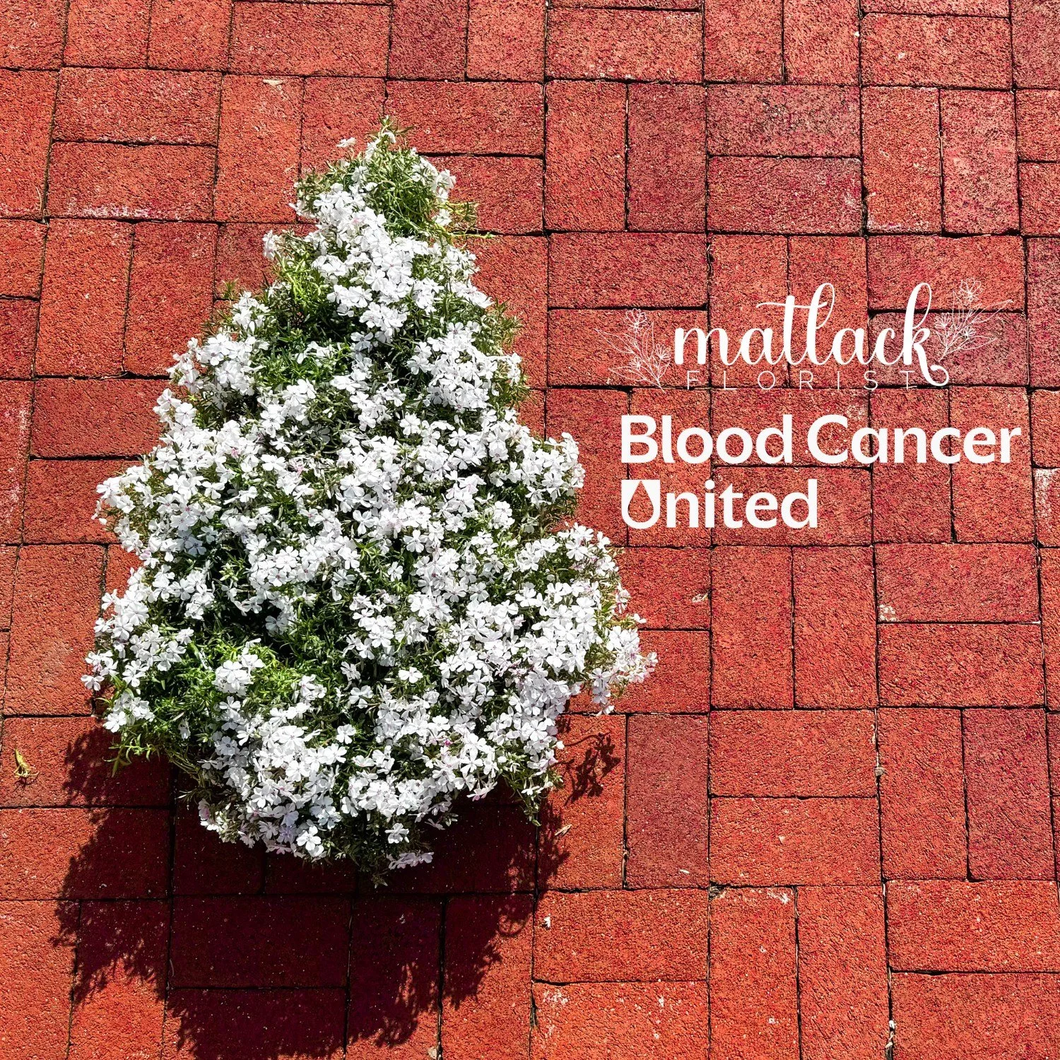 A percentage of our sales in April will benefit @bloodcancerunited (formerly LLS) and their mission to cure blood cancer and improve the quality of life of all patients and their families by funding life-saving blood cancer research around the world,