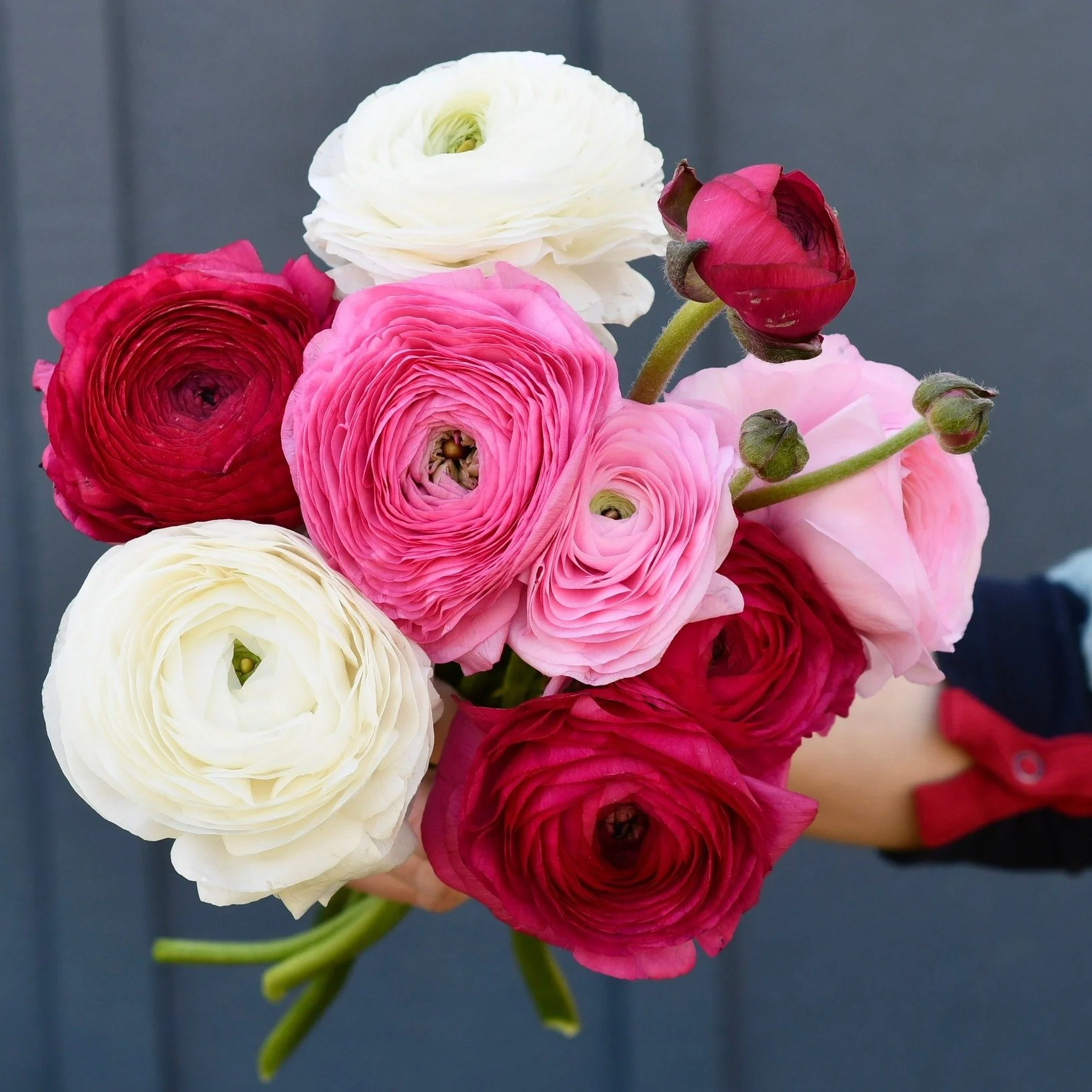 Happy Mother's Day from our family to yours! We're open outside in the garden center today from 10-3! Stop by for last-minute plants and fresh flower bunches for the moms 🩷
.
.
#mothersday #gardencenter #westchesterpa #mothersdaygift
