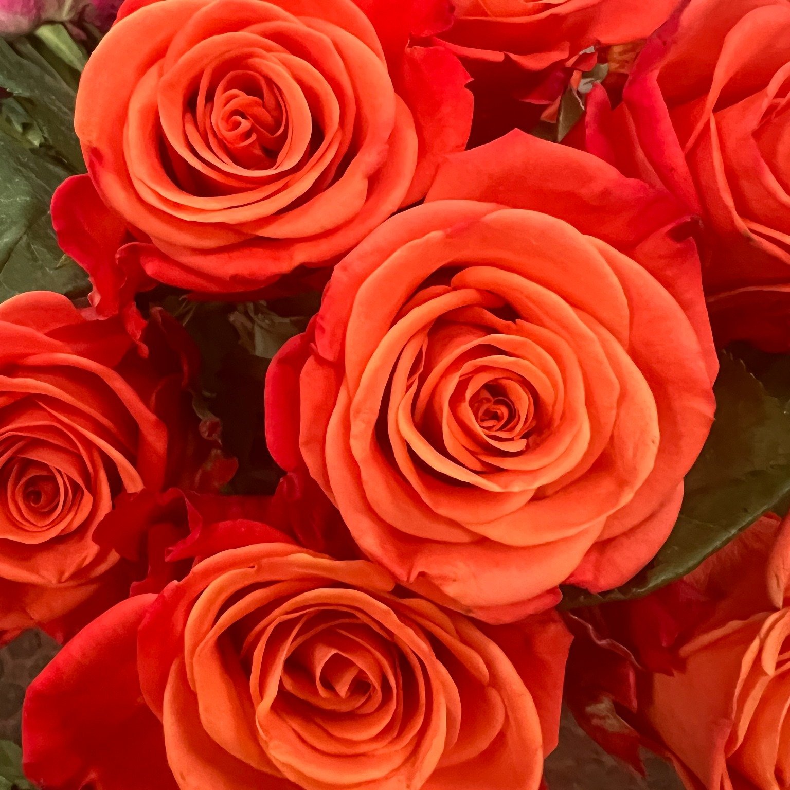 Our rose special is happening now! $60 for one dozen boxed or arranged roses, available while supplies last! Grab yours before they're gone.🌹
.
.
#roses #flowershop #special #florist #westchesterpa