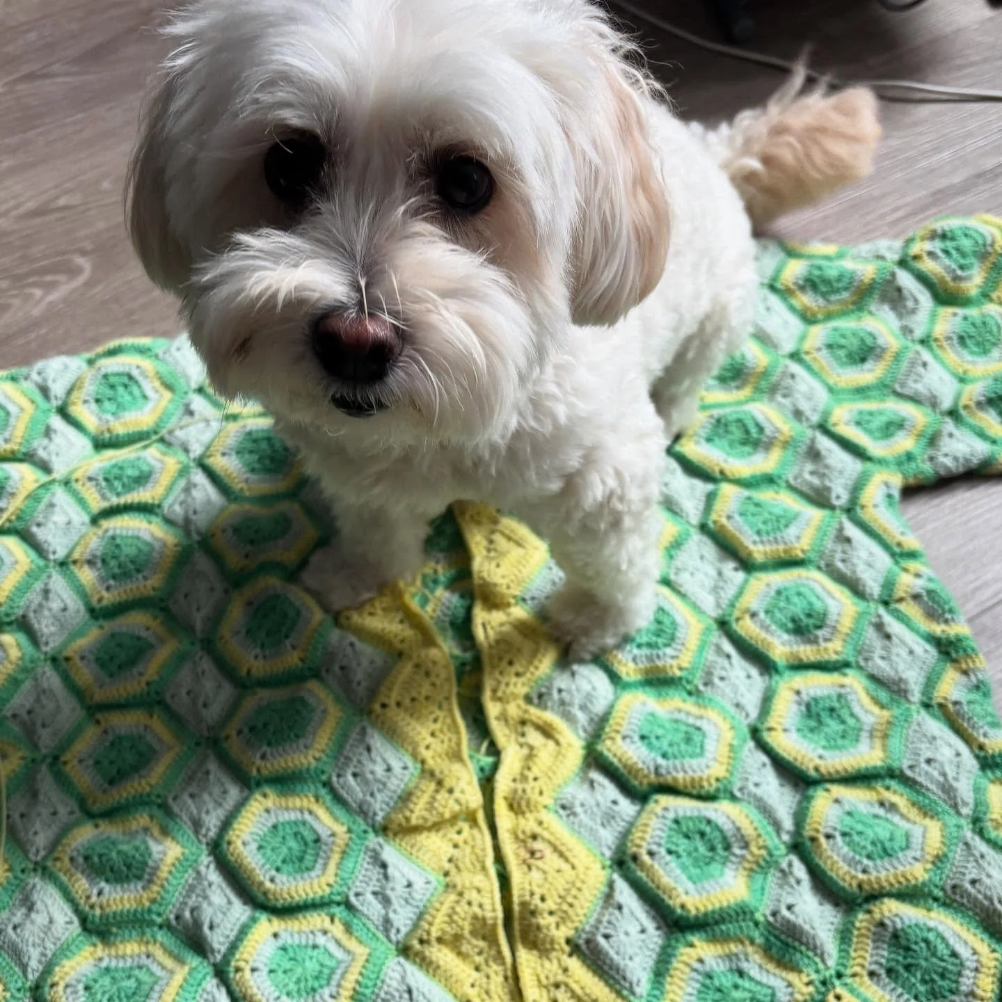 the end is so close yet so far 😩 sleeves ended up being too long so adjustments need to be made.  whether or not the ends inside will get fully woven in is still a decision to be made&hellip;
&bull;
Moroccan Summer Shirt ft. Wyatt
&bull;
#crochet #c