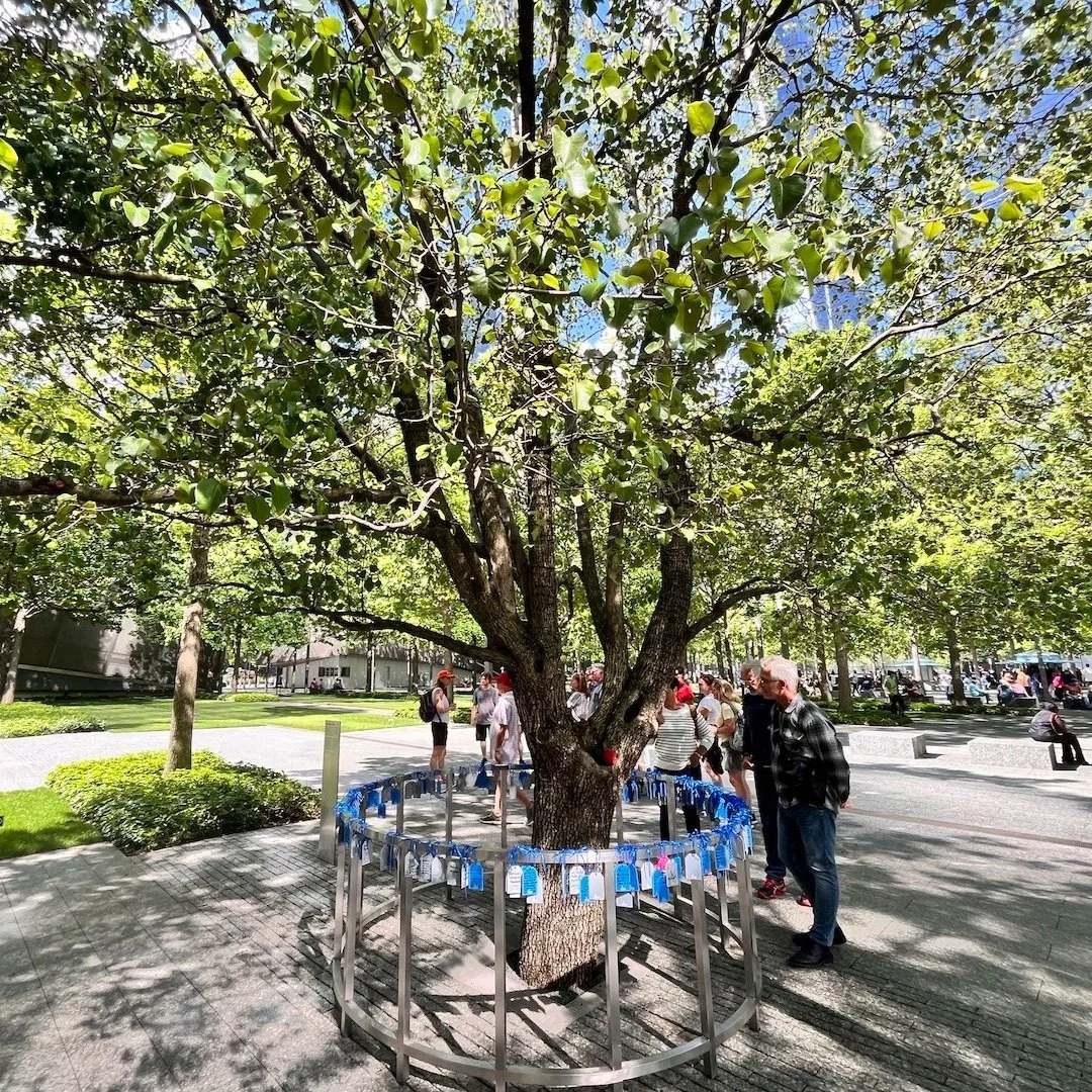 Why you should visit the Survivor Tree at the 9/11 Memorial