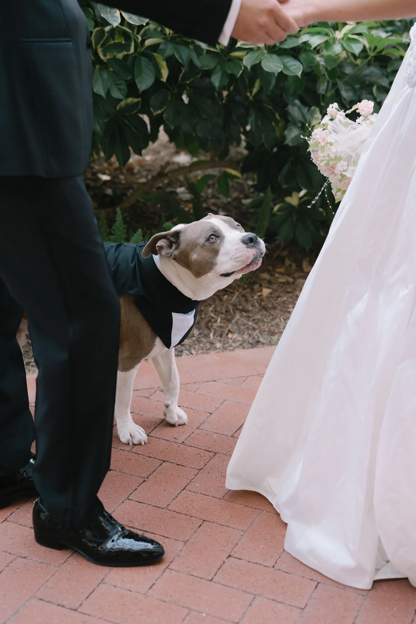 hotel-del-coronado-wedding-dog-in-tuxedo-with-bride-and-groom.webp