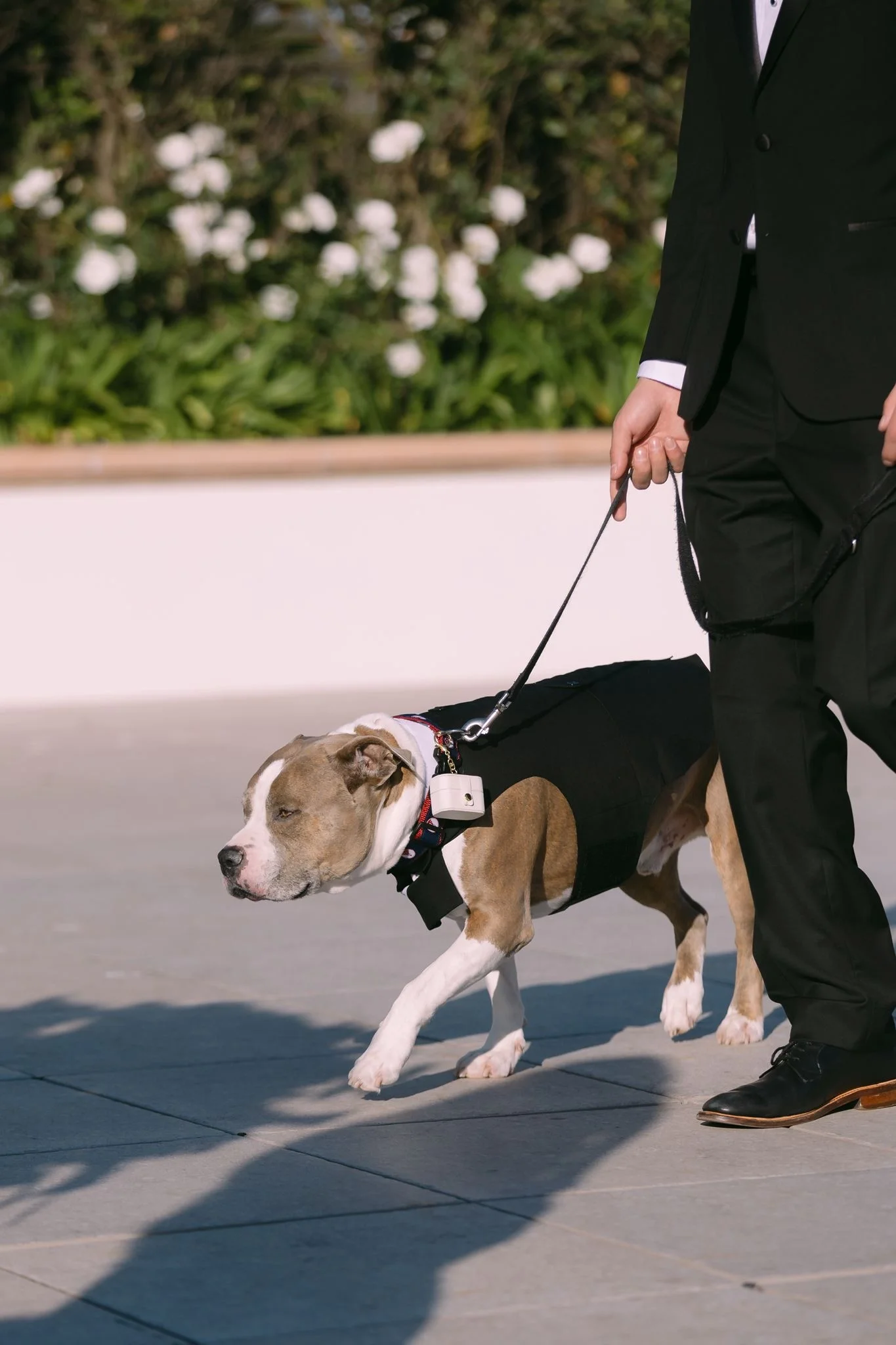 hotel-del-coronado-wedding-dog-in-tuxedo-walking-down-aisle.webp