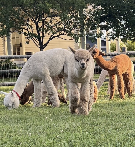 ALPACA FARM: Reiki &amp; Sound Bath 