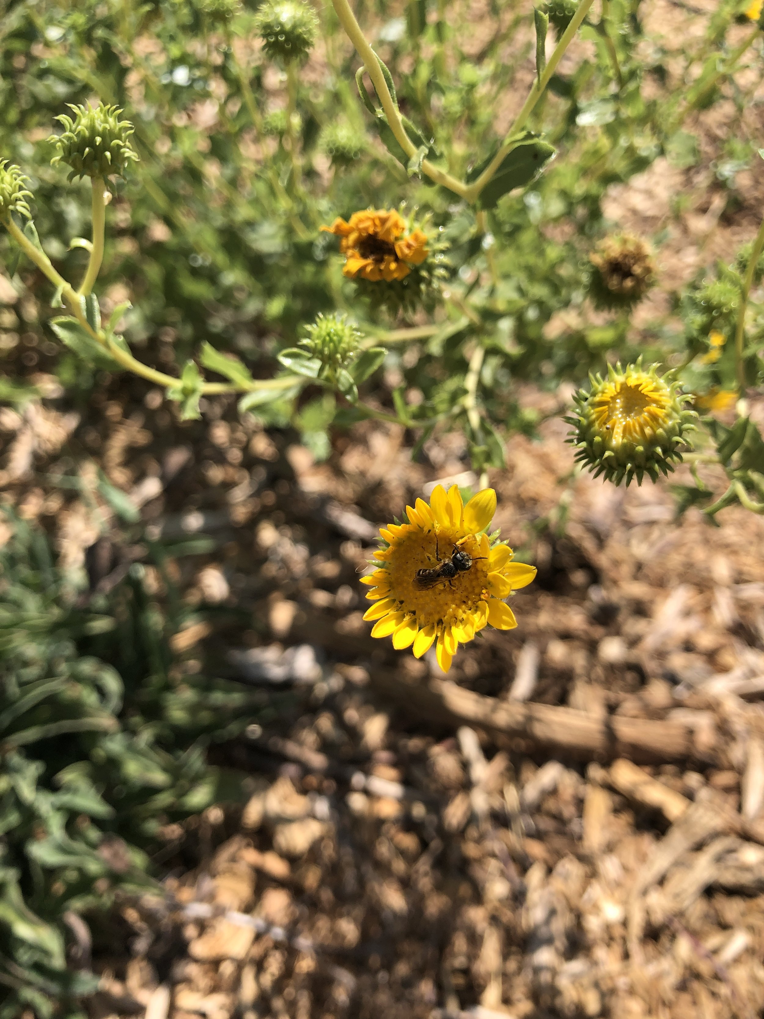 GUMPLANT