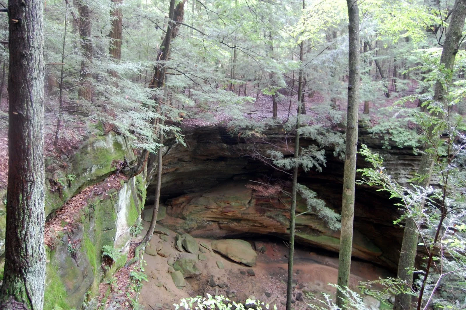 Lush spring forest with moss‑covered rock formations near Beary Cozy Cabin