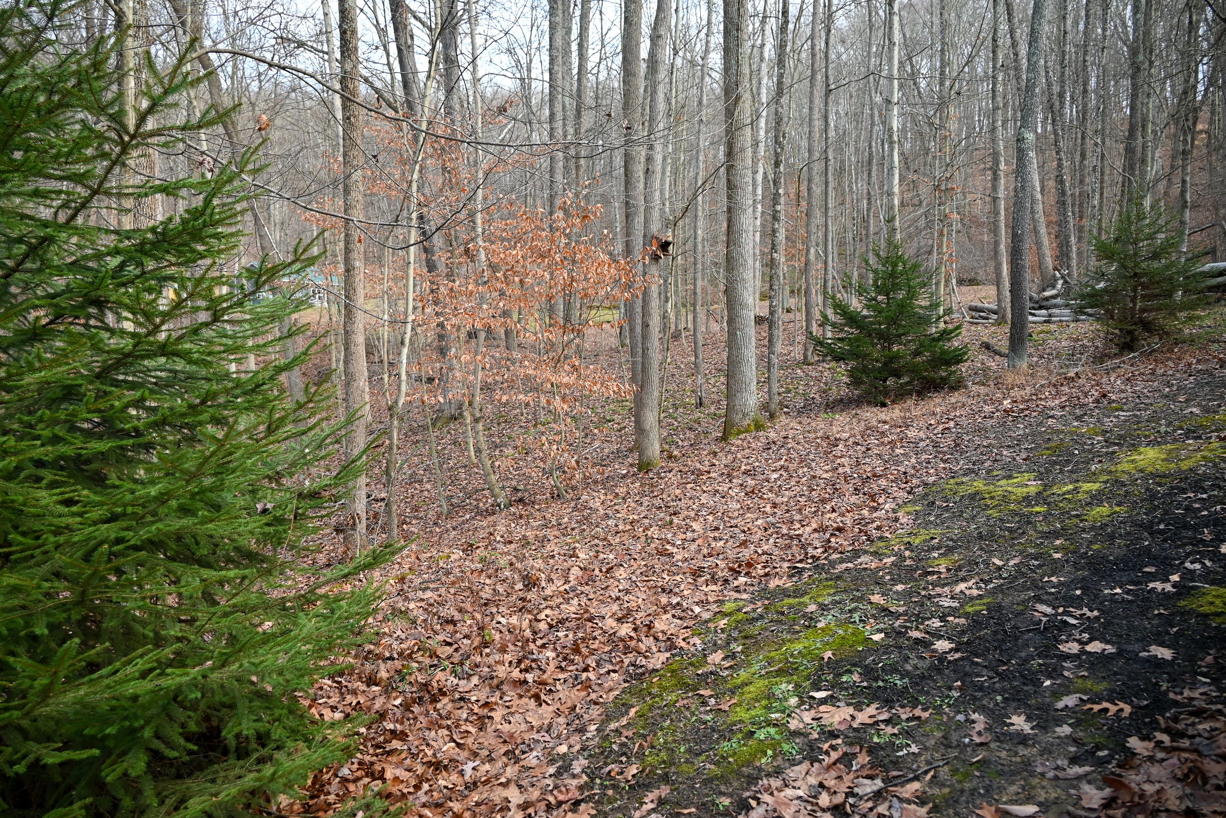 Wooded backyard behind Beary Cozy Cabin in Hocking Hills, featuring mature trees, evergreens, and peaceful natural surroundings for guests to enjoy.