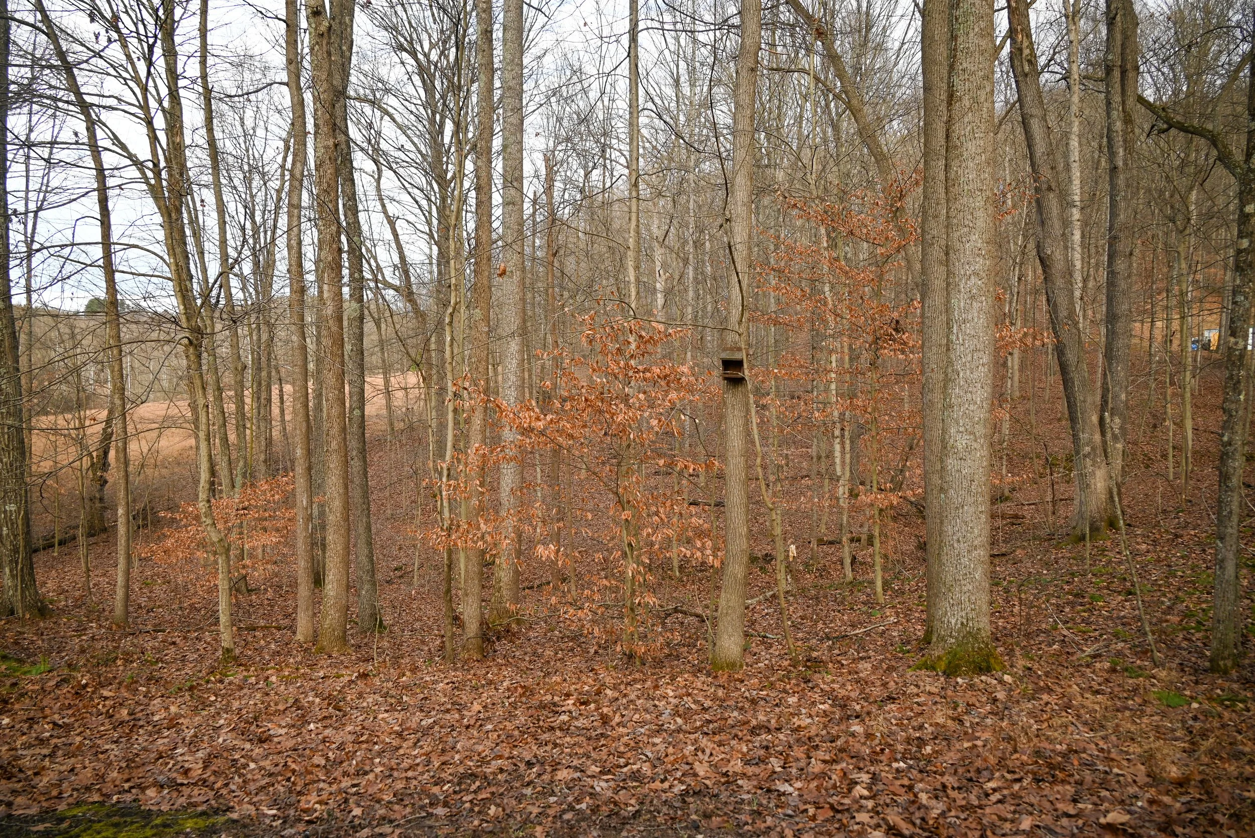 Wooded forest area near Beary Cozy Cabin featuring tall trees, fallen leaves, and a small birdhouse attached to a tree trunk.
