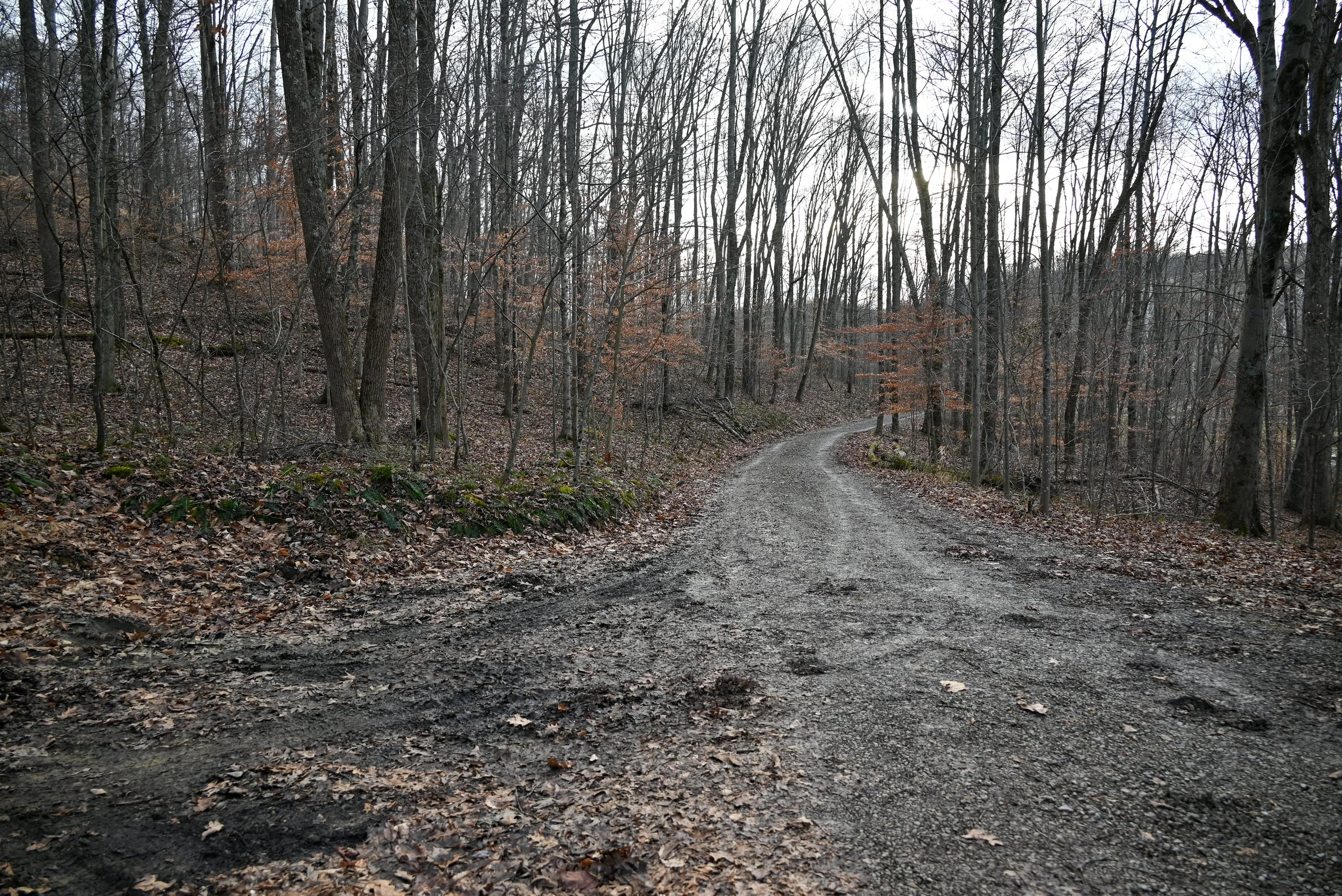 Private parking area on the wooded driveway leading to Beary Cozy Cabin in Hocking Hills, surrounded by trees and natural scenery.