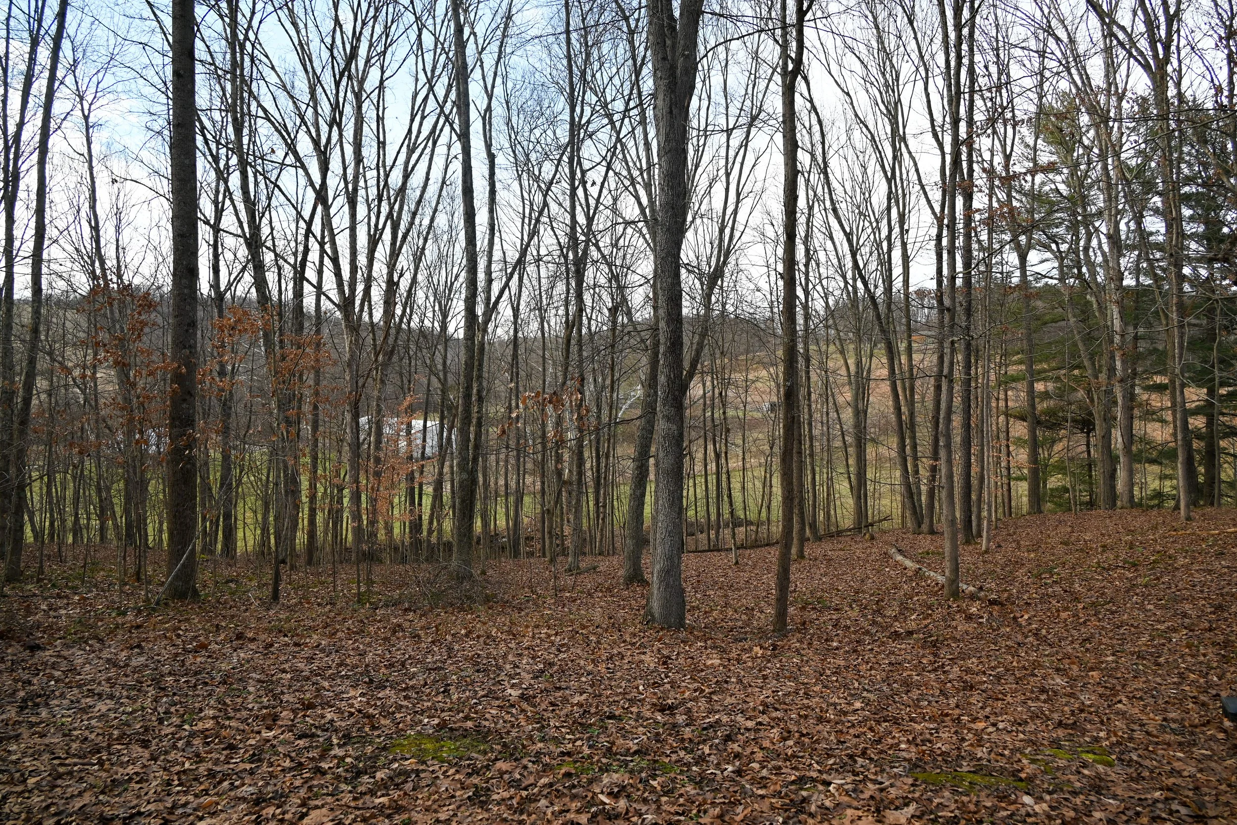 Scenic wooded hillside near Beary Cozy Cabin in Hocking Hills with views through the trees toward the valley below.