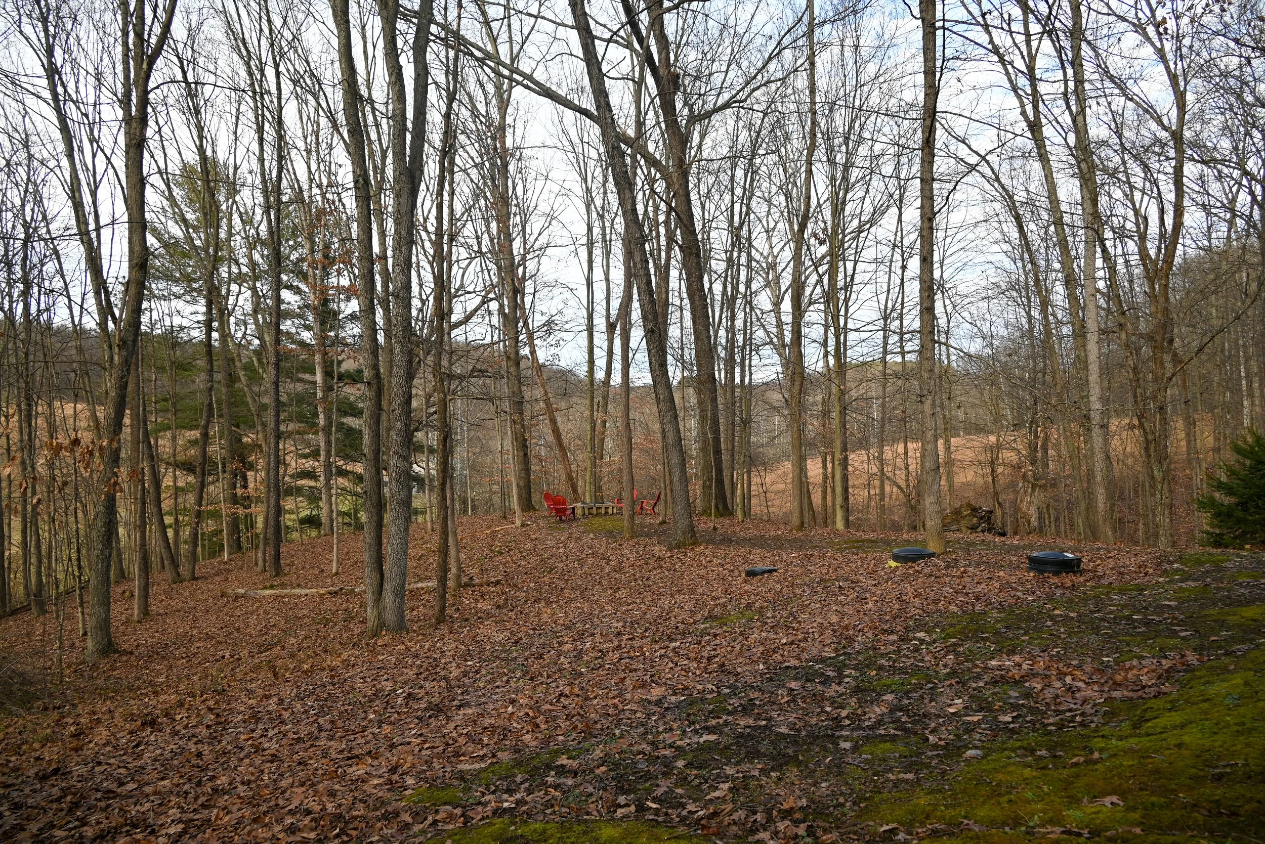 Wooded backyard area at Beary Cozy Cabin in Hocking Hills, with trees, open ground, and subtle views of the fire pit area in the distance.