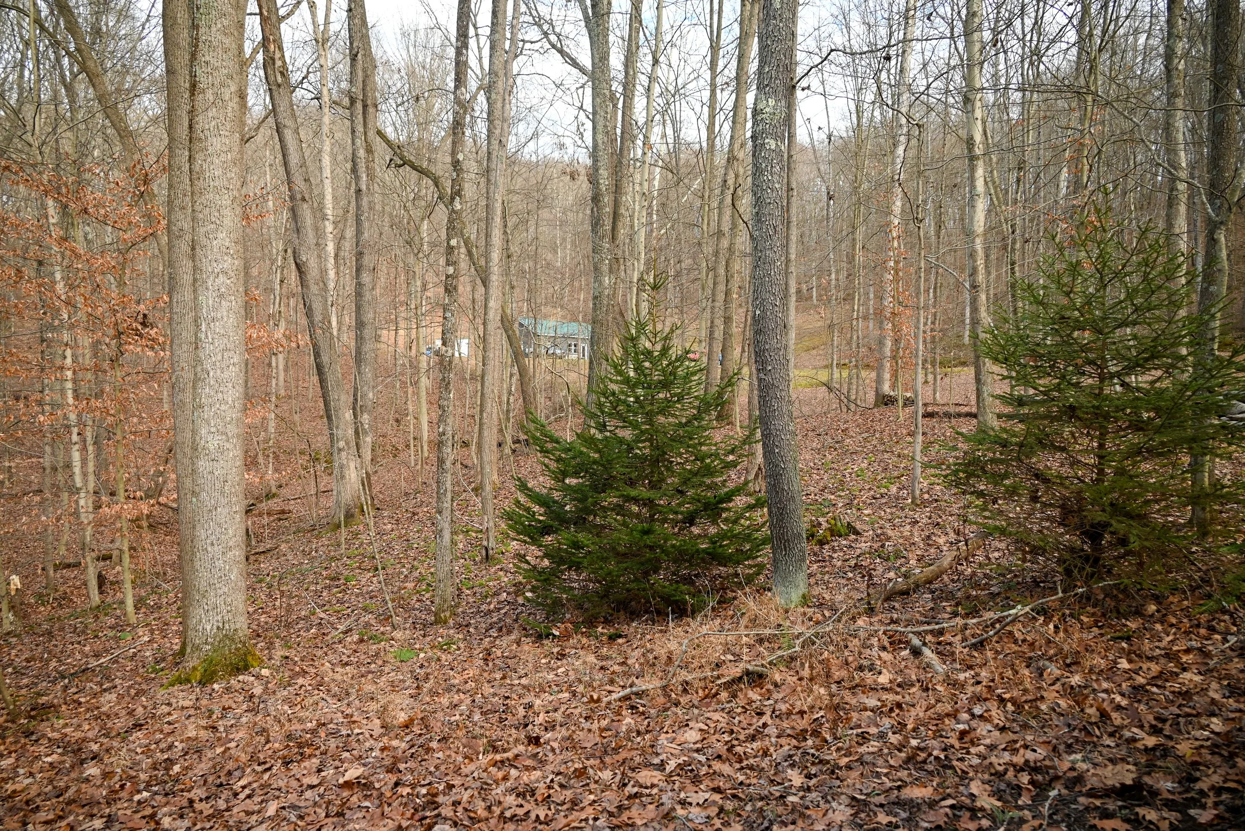 Forest view near Beary Cozy Cabin in Hocking Hills with a small evergreen tree and distant cabin structures visible through the woods.