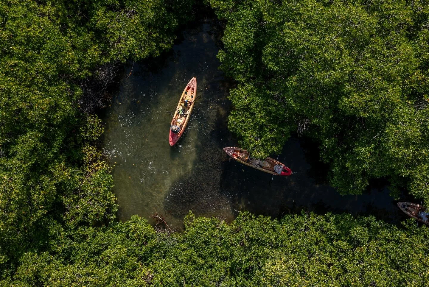 As you glide towards the mangrove tunnels, a hidden world begins to unfold. These narrow passages, only accessible by kayak, are home to countless juvenile fish, crabs, and seabirds seeking shelter among the roots.
Mangroves act as nurseries for mar