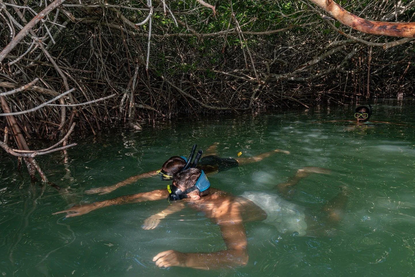 Underwater Jungle 🐠🤿
The mangroves in Lac Bay serve as a natural nursery. Between the roots, juvenile fish. Such as parrotfish, barracuda, and snappers, find shelter from predators. Once they are big enough, they move out to the coral reef. Withou
