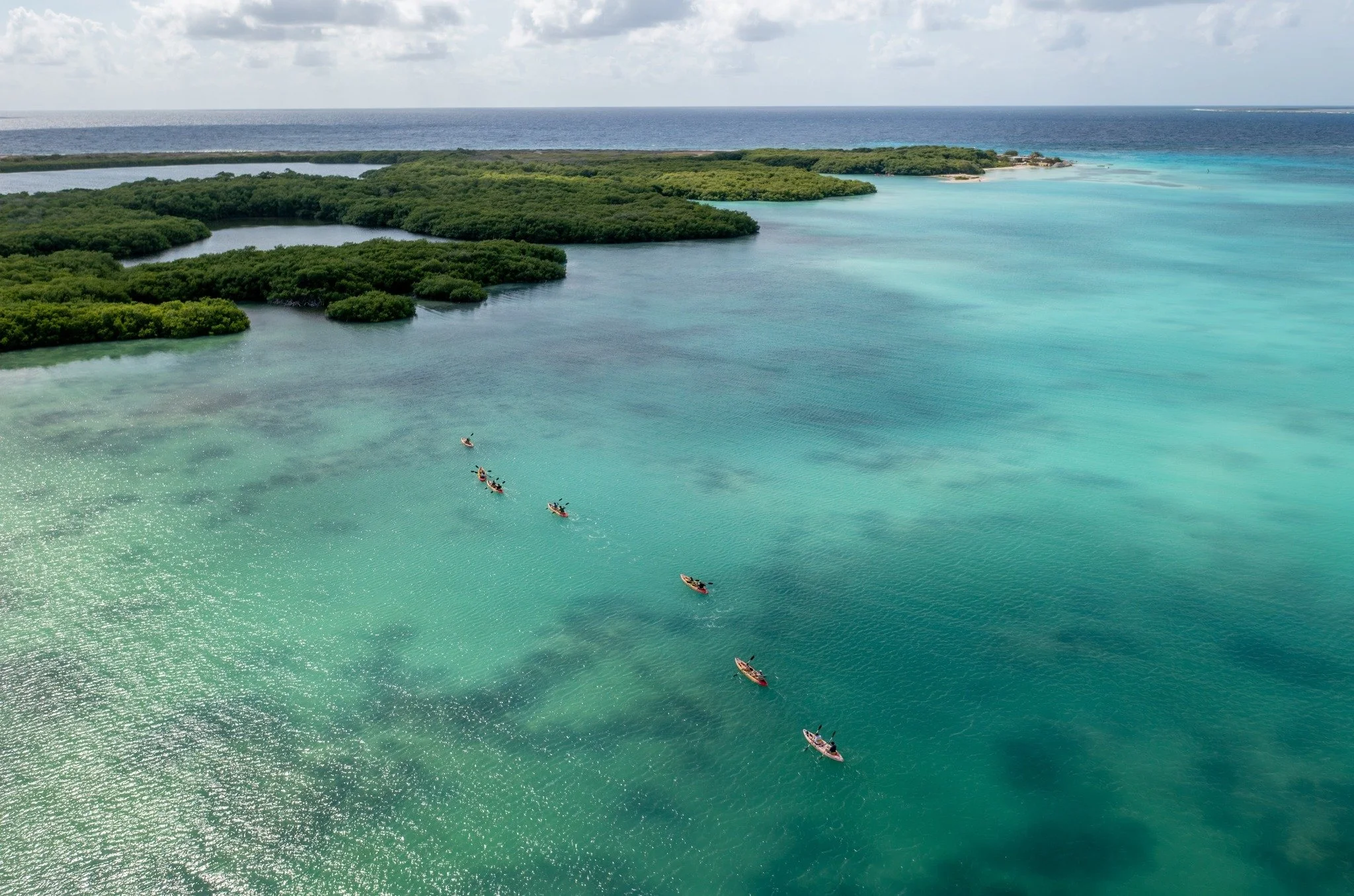 Paddling Together 🤝
More than 200 bird species have been recorded in Bonaire’s mangroves. From the iconic flamingos feeding in the salt flats to the rare Yellow Warbler and the majestic Osprey hunting over Lac Bay, the mangroves provide a vit