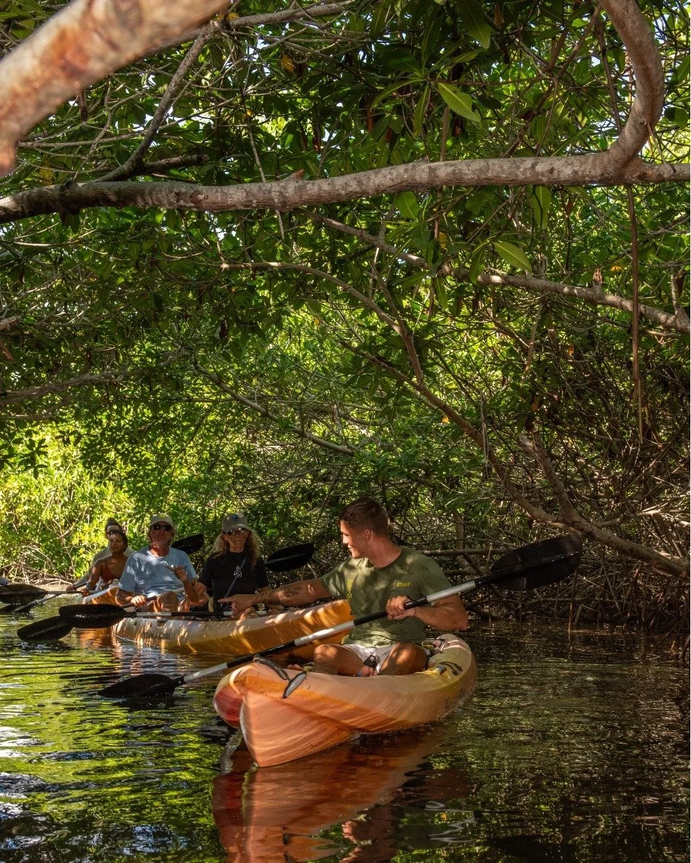 Into the Green Tunnel 🌿
Mangroves can store up to four times more carbon per hectare than tropical rainforests. In Bonaire’s Lac Bay, this makes them one of the island’s most important natural allies in the fight against climate change.