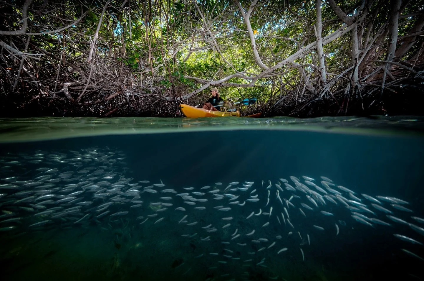 Bonaire’s mangroves are a nursery for countless fish species. Among the tangled roots, schools of young fish find shelter from predators before moving out to the coral reef. 🐠
This underwater forest is the beginning of life for much of the ma