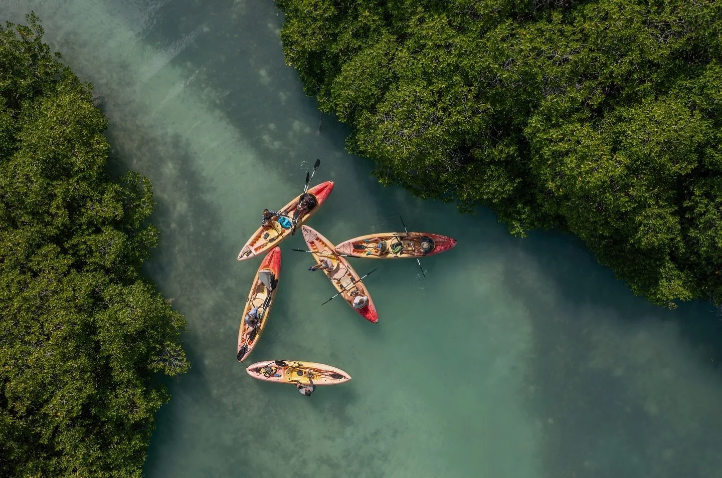 Floating quietly between the emerald mangroves, every paddle stroke feels like a step deeper into nature’s secret world. 🛶 
Kayaking here is more than an activity, it’s a moment of pure connection with Bonaire’s wild beauty.
#mang