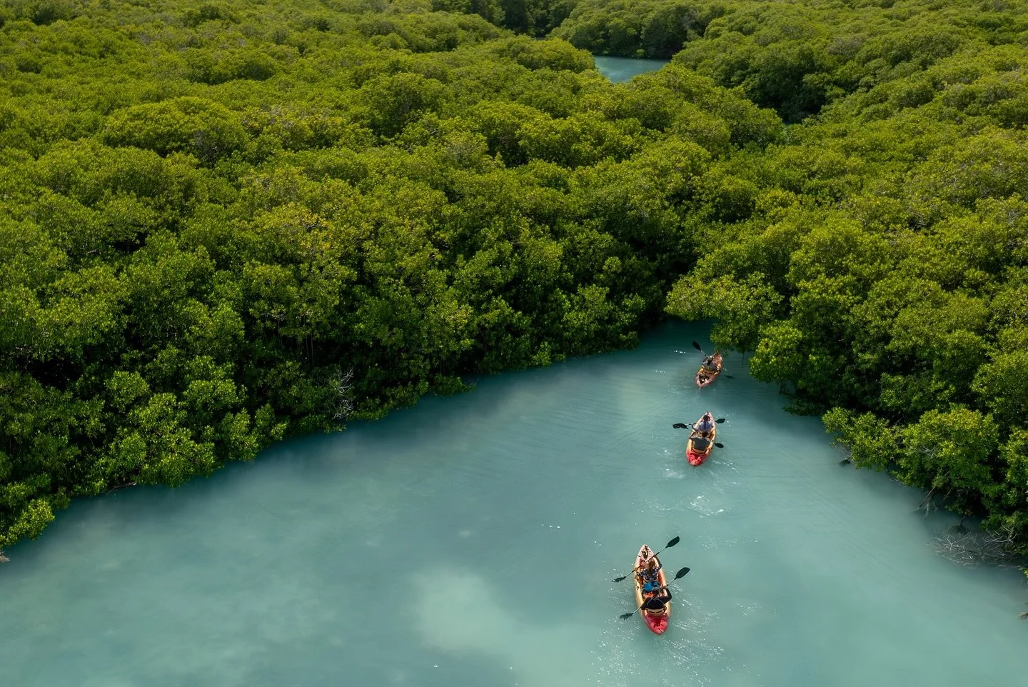 🌿 Nature&rsquo;s Coastal Guardians

Mangrove forests can reduce wave energy by up to 66% within the first 100 meters, acting as a natural shield for Bonaire&rsquo;s coastline. Paddling through these green guardians is not just a scenic experience, i